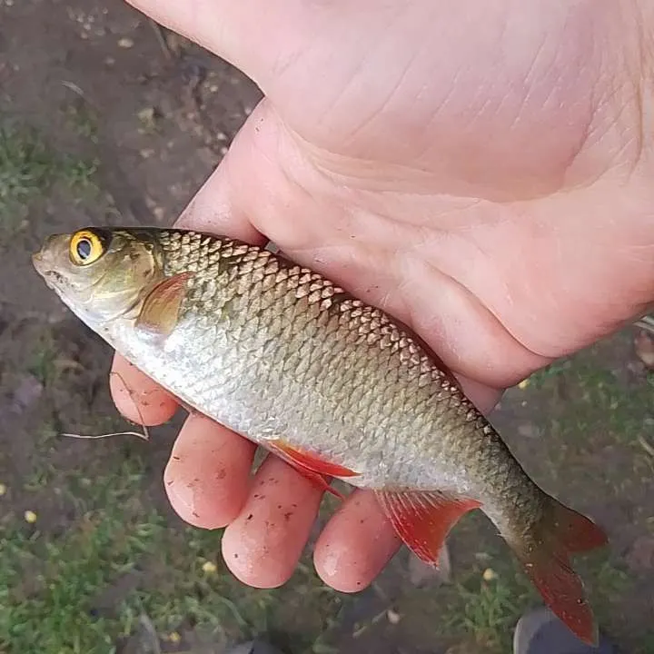 The most recent Common rudd catches on Fishbrain