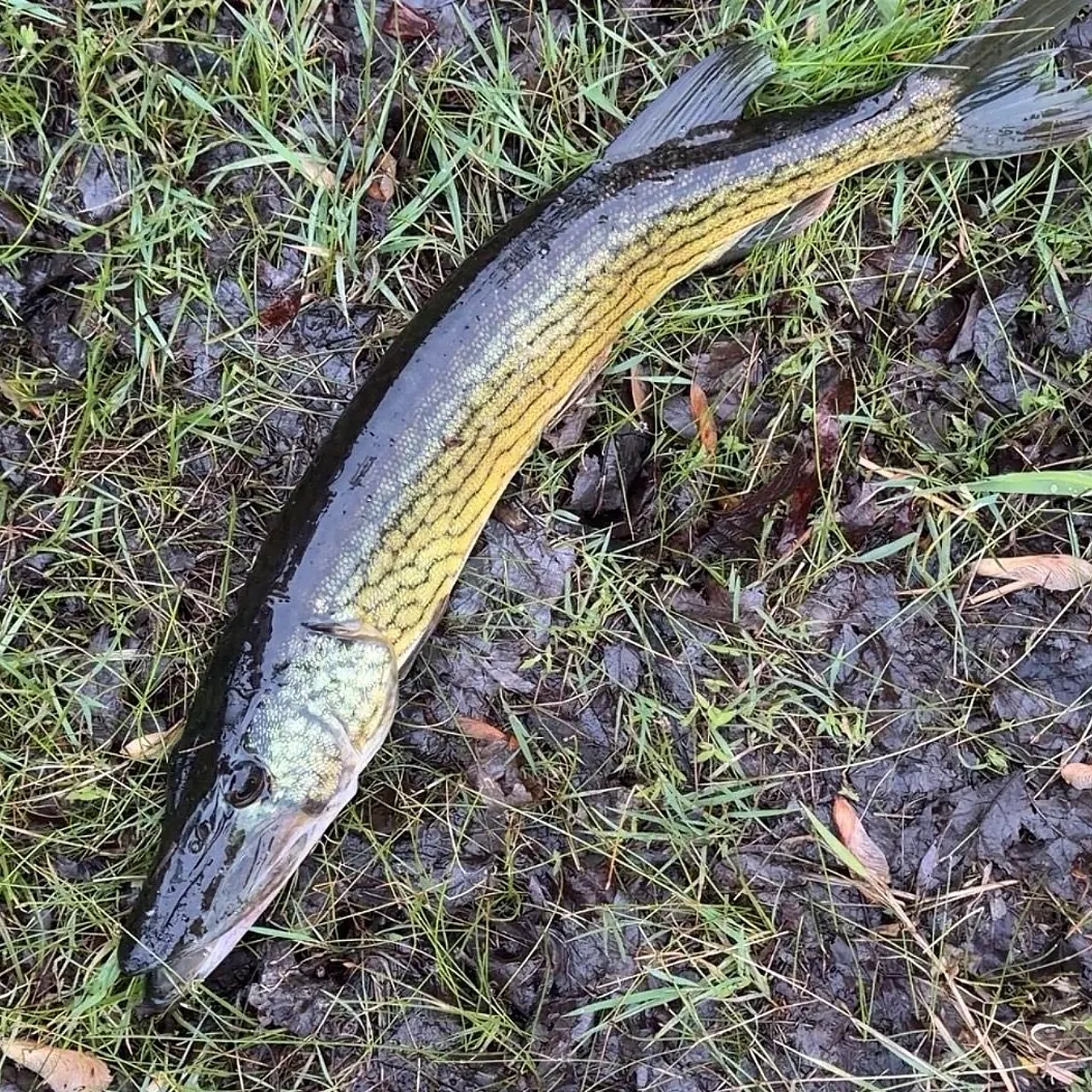 Fish caught on Fishbrain