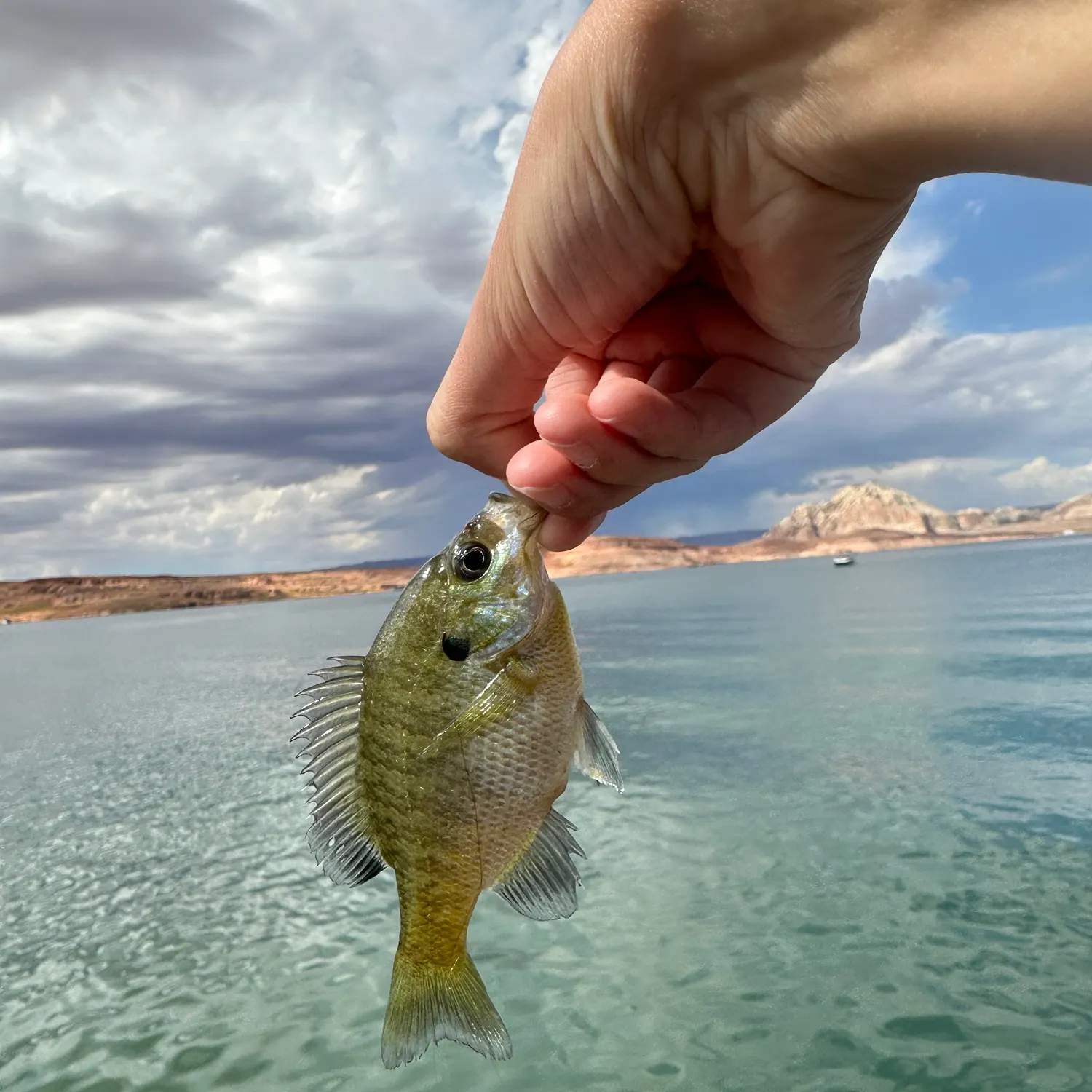Bluegill caught on Fishbrain