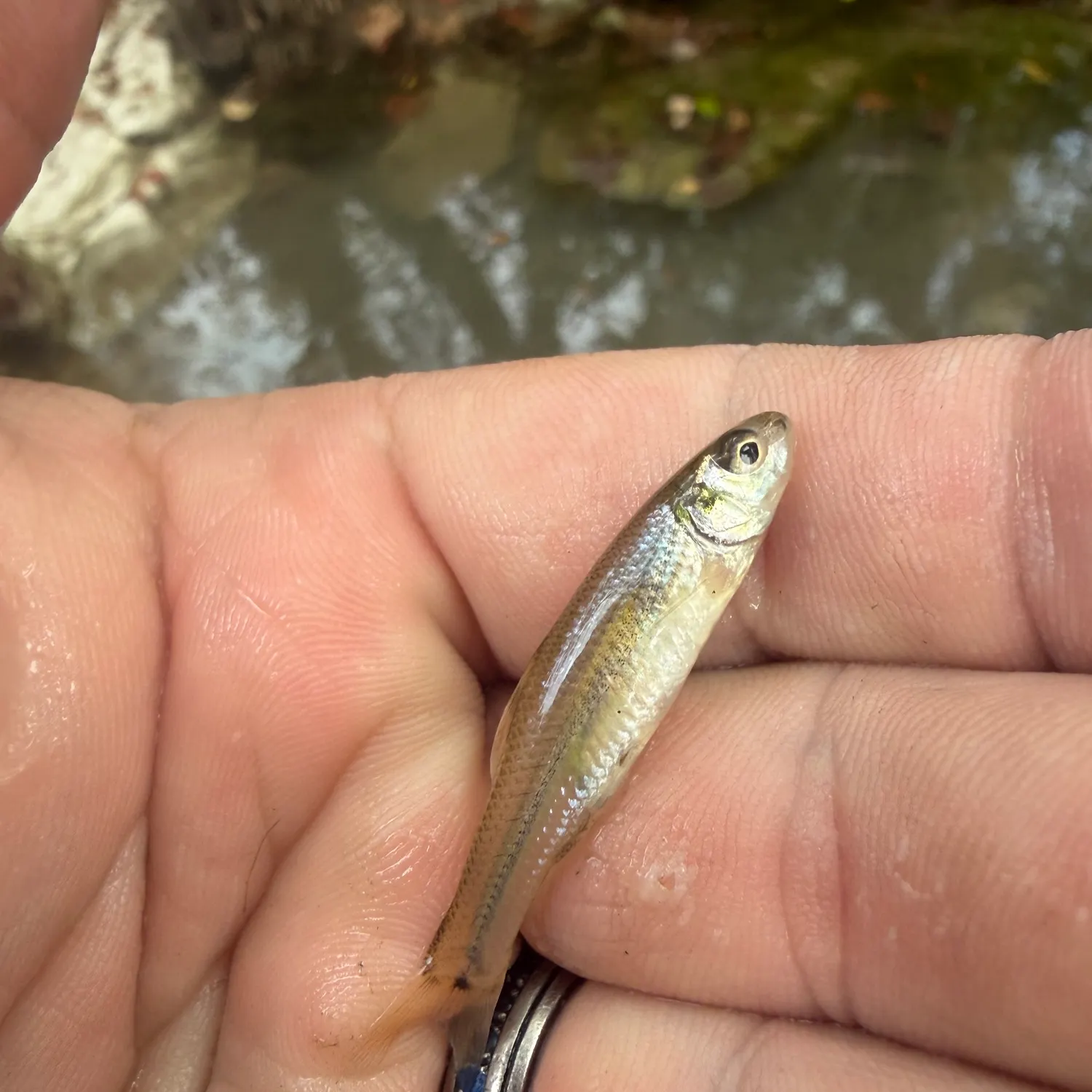 Bluntnose minnow caught on Fishbrain