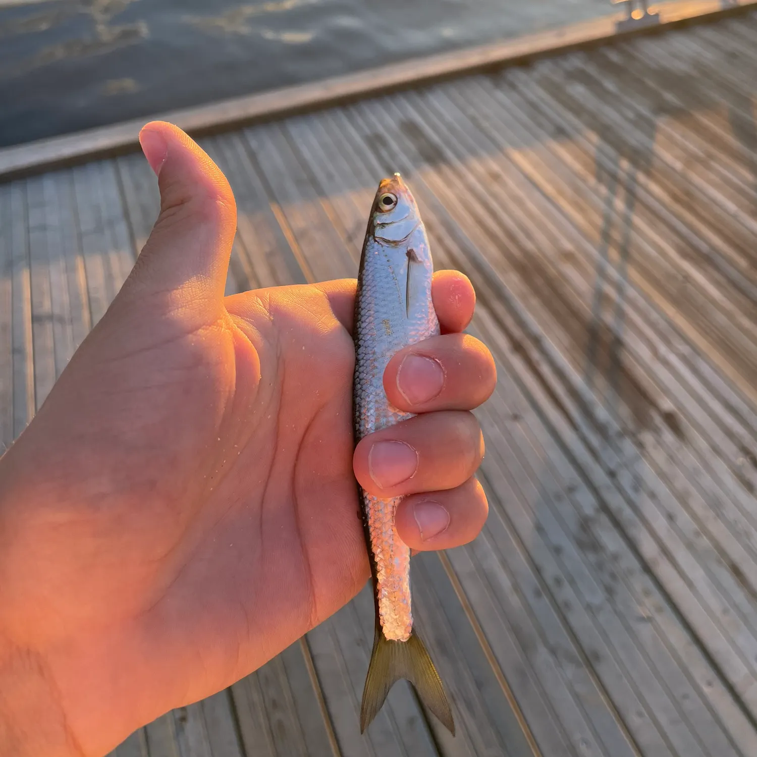 Vendace caught on Fishbrain