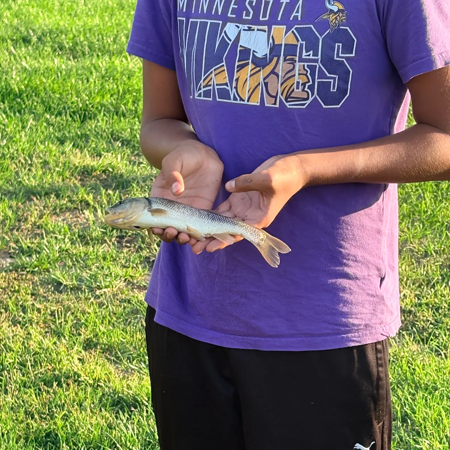 White sucker caught on Fishbrain