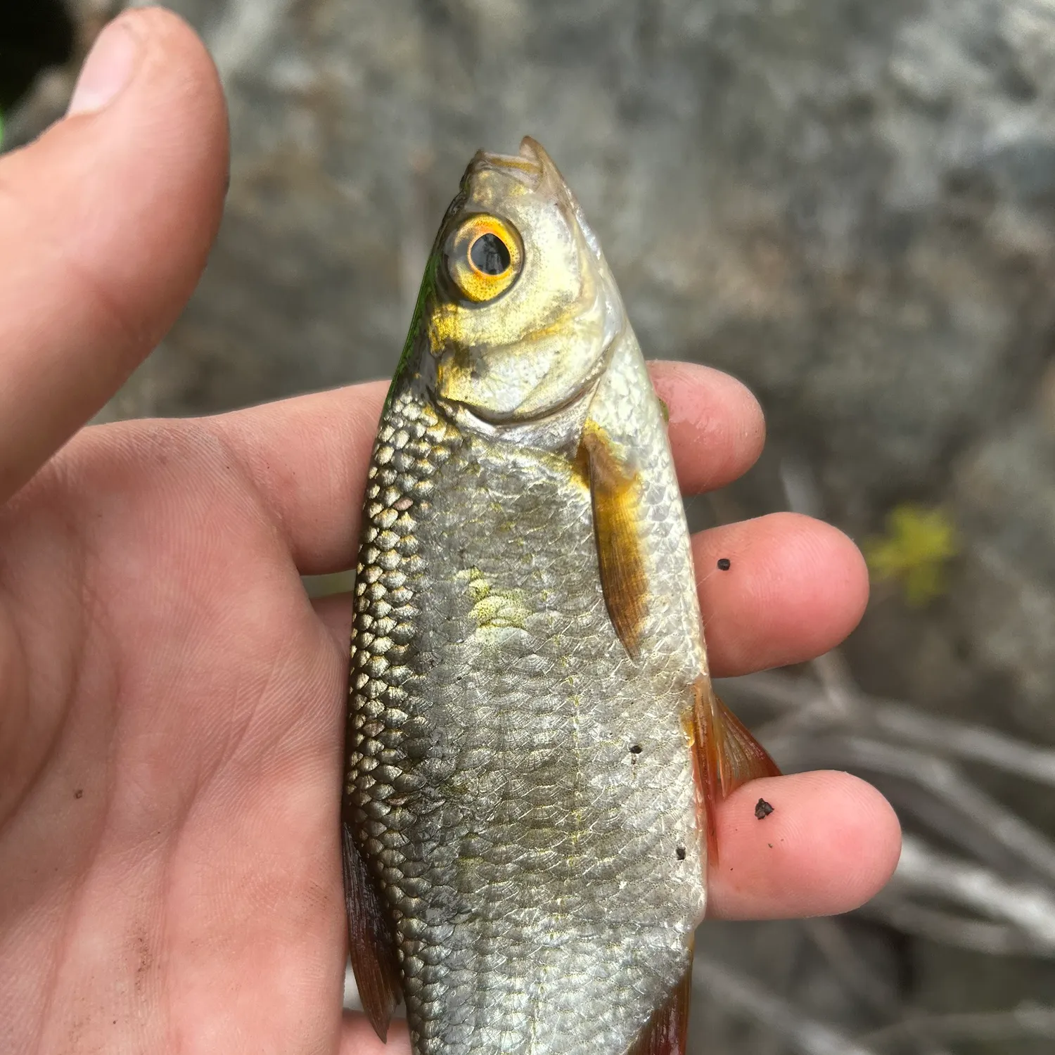Common roach caught on Fishbrain