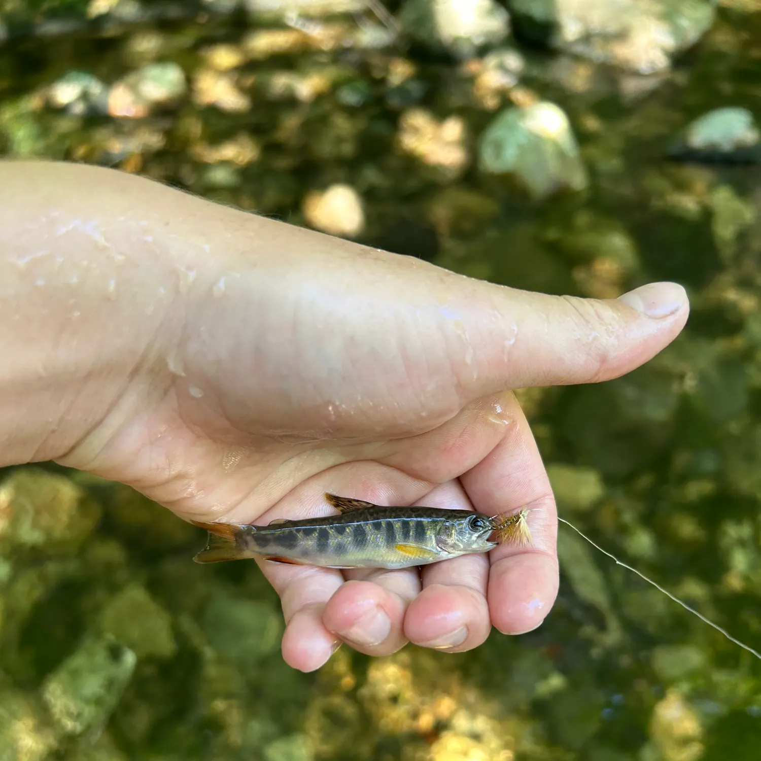 Brook trout caught on Fishbrain
