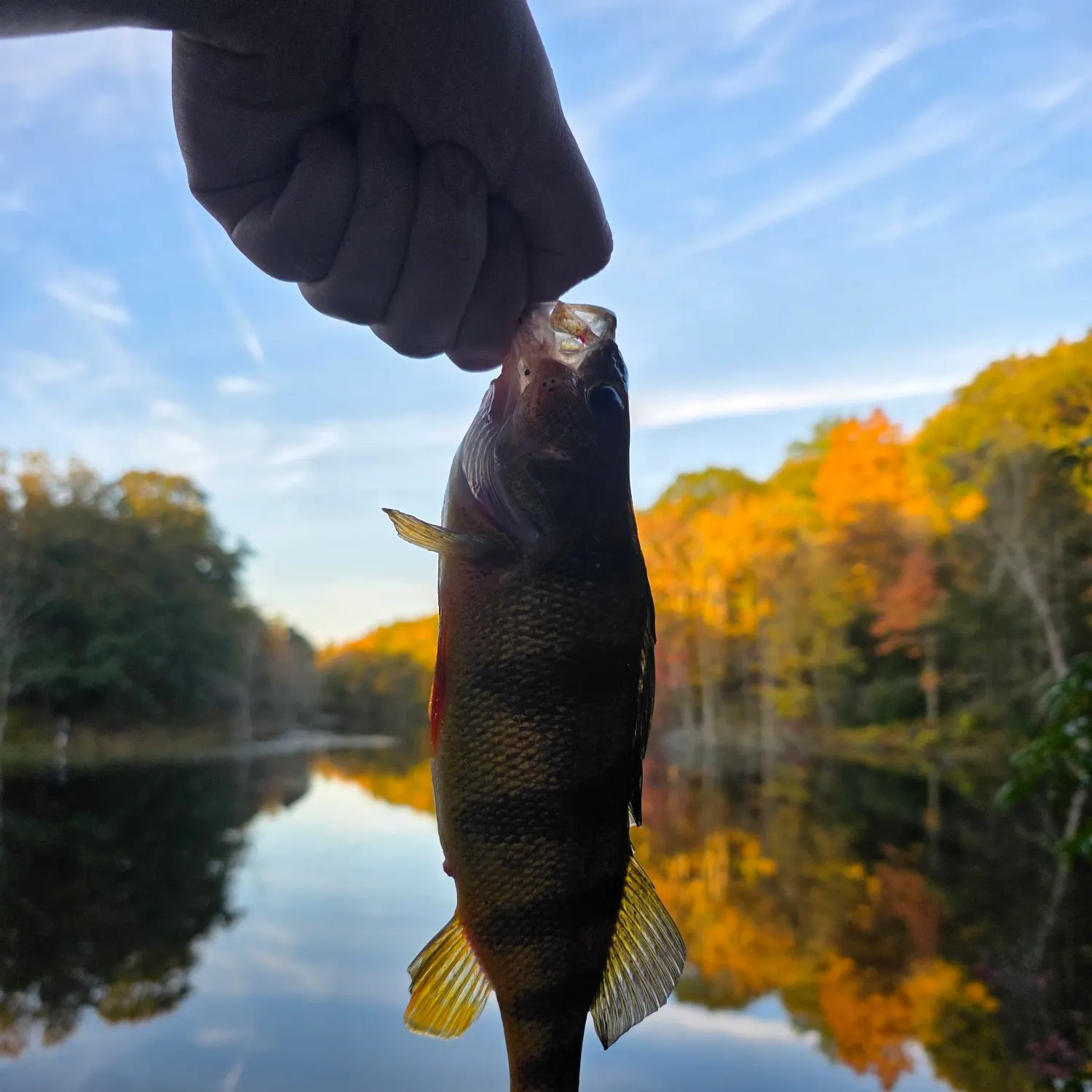 Yellow perch caught on Fishbrain