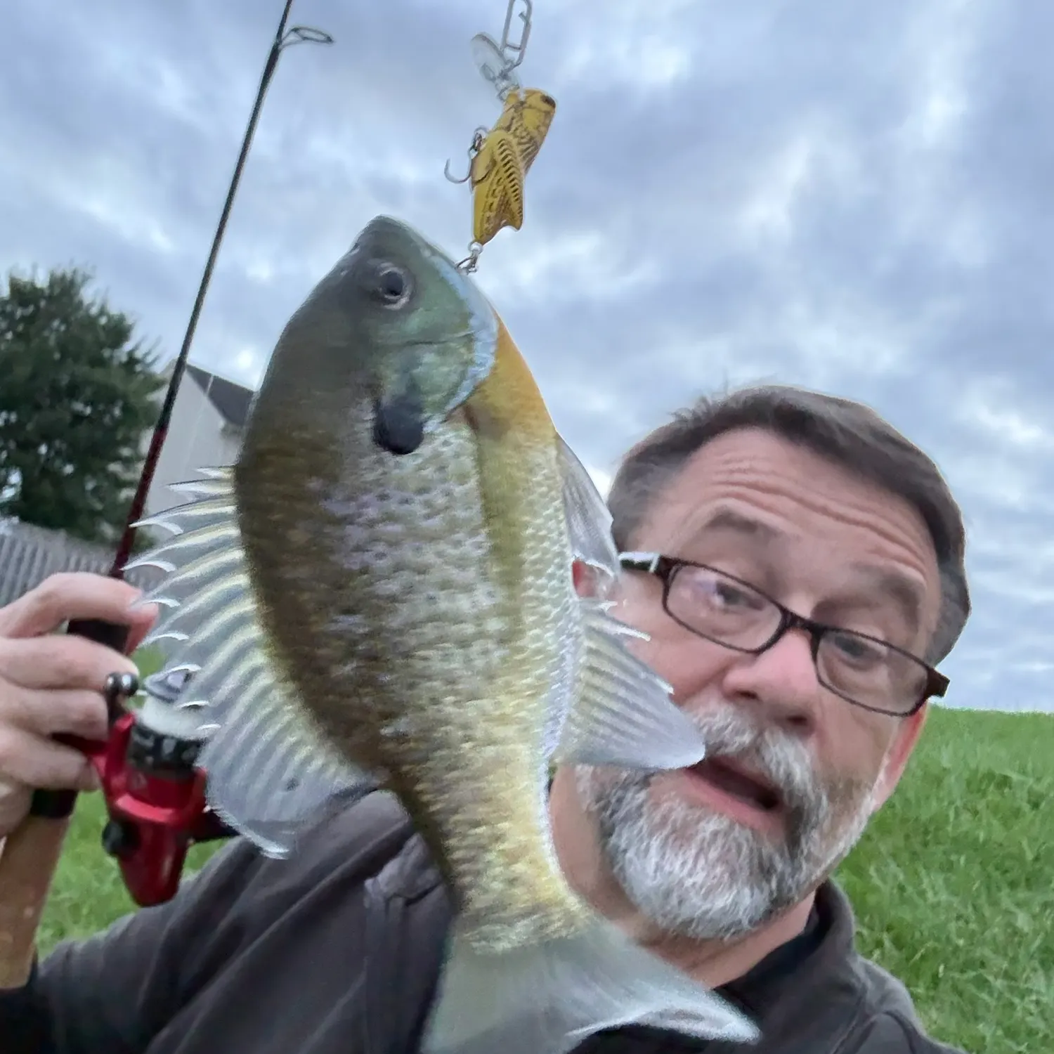 Bluegill caught on Fishbrain