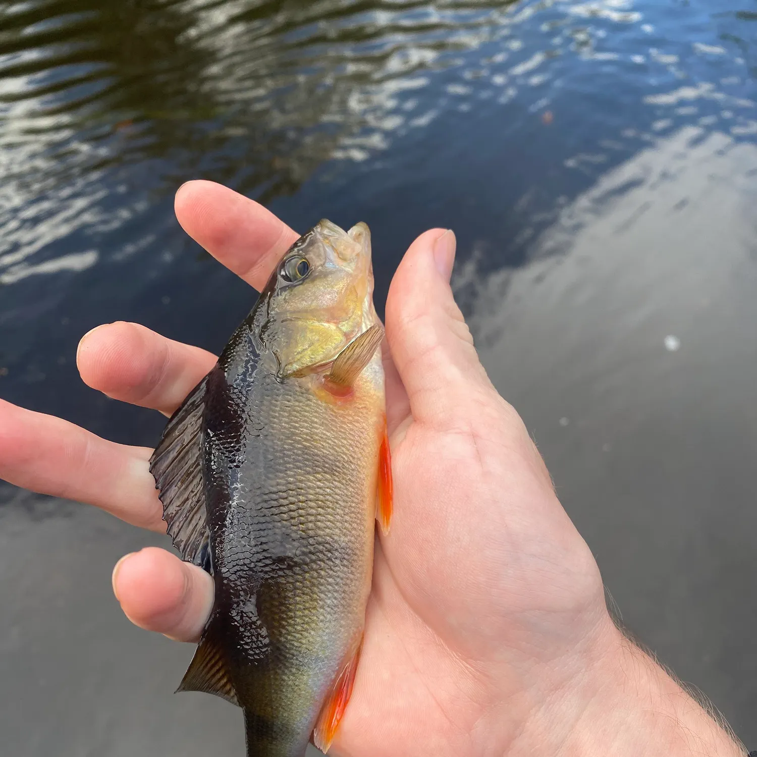 European perch caught on Fishbrain