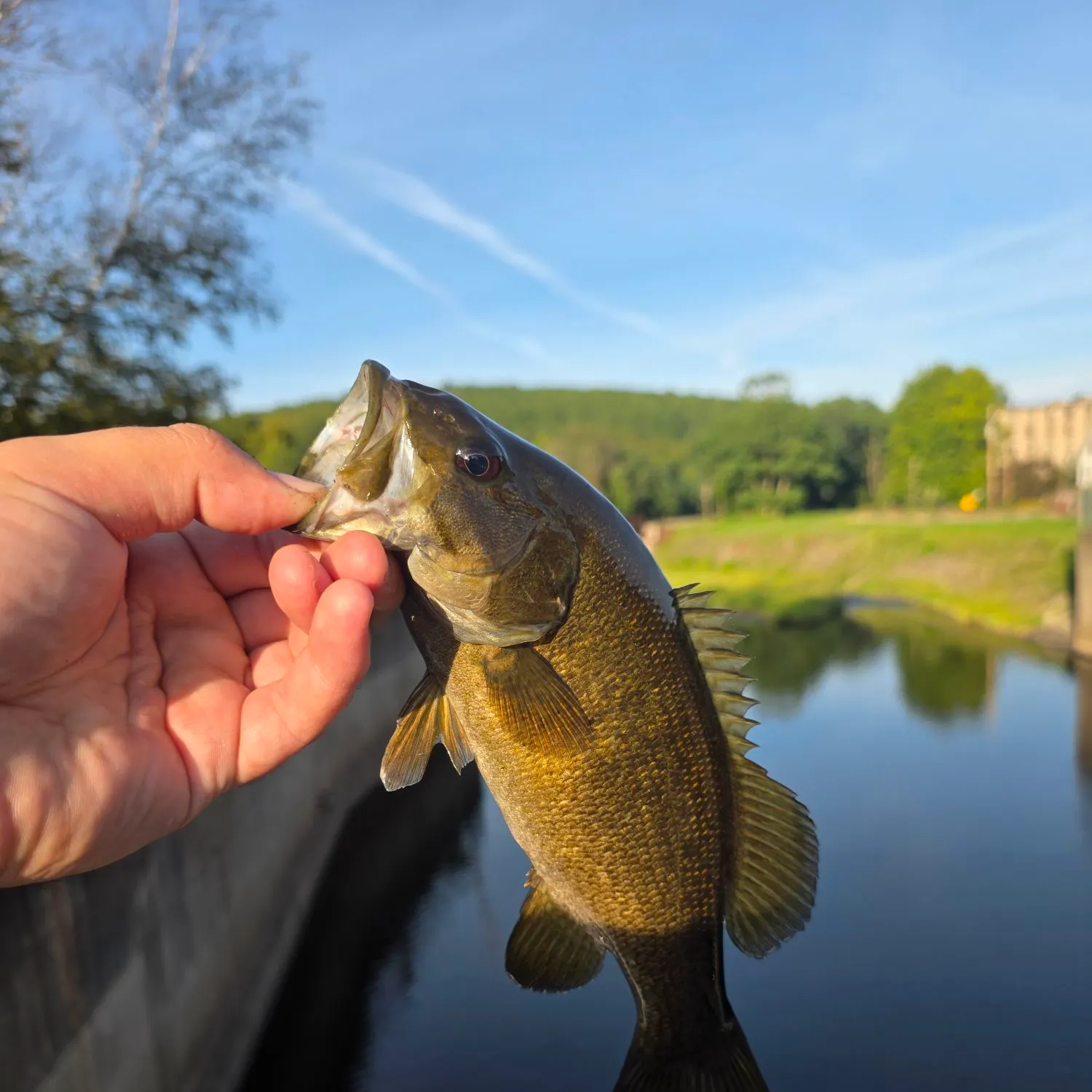 Smallmouth bass caught on Fishbrain