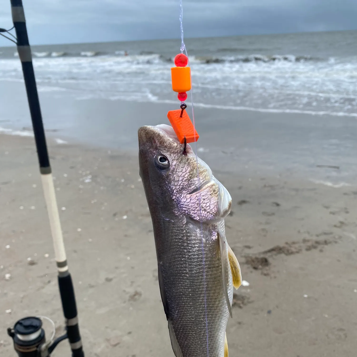 The most recent King George whiting catches on Fishbrain