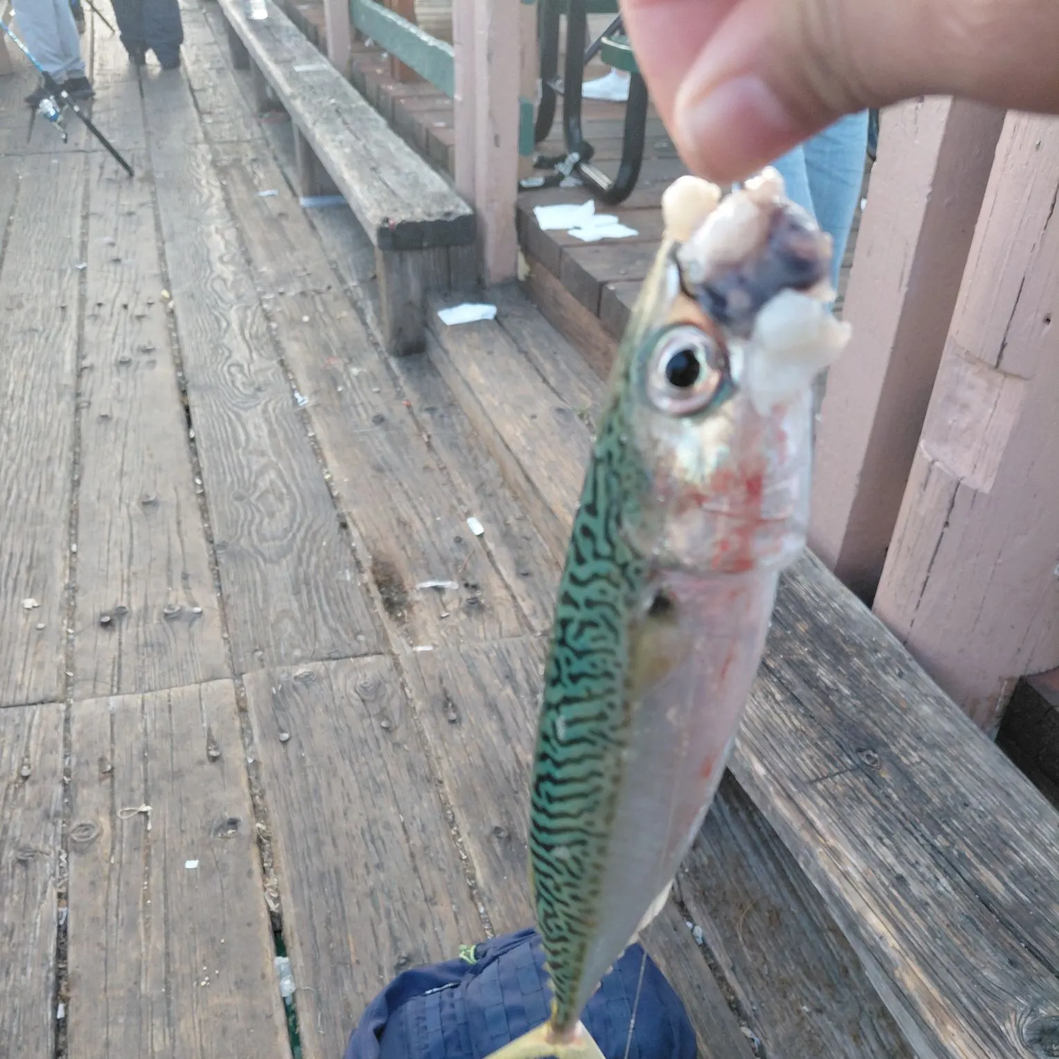 The most recent Atlantic mackerel catches on Fishbrain