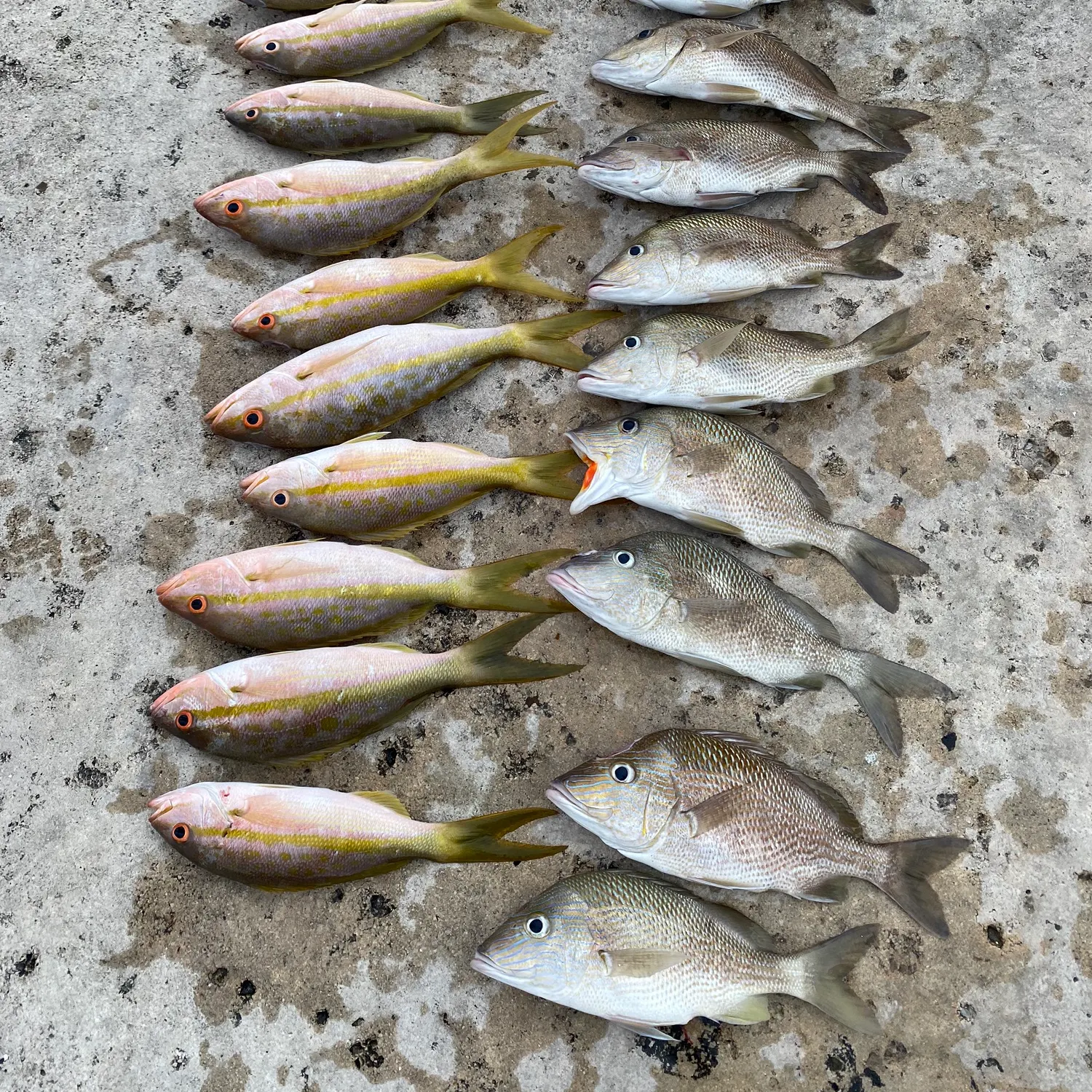 recently logged catches