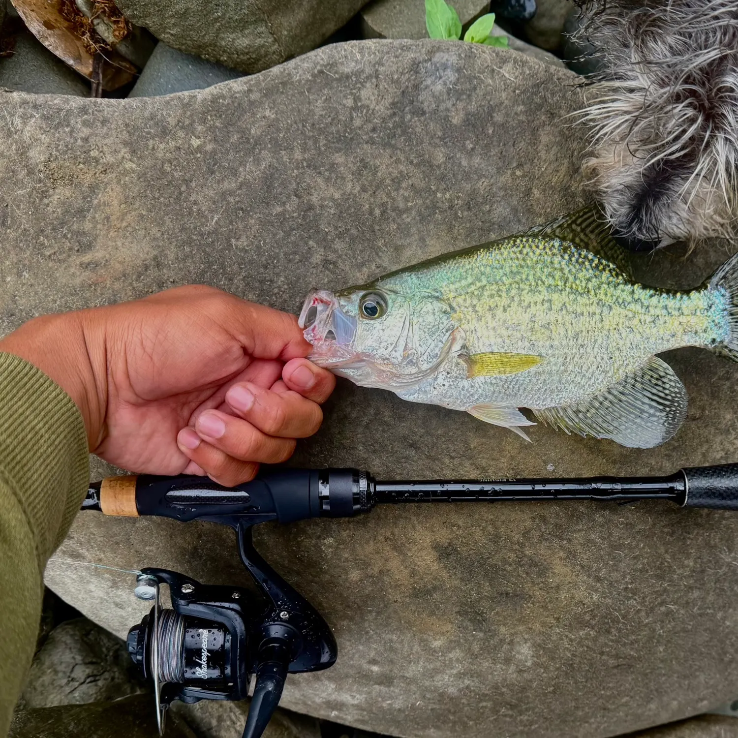 Black crappie caught on Fishbrain