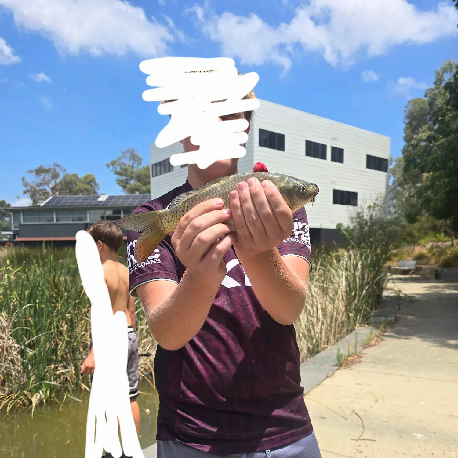 The most recent Common carp catches on Fishbrain