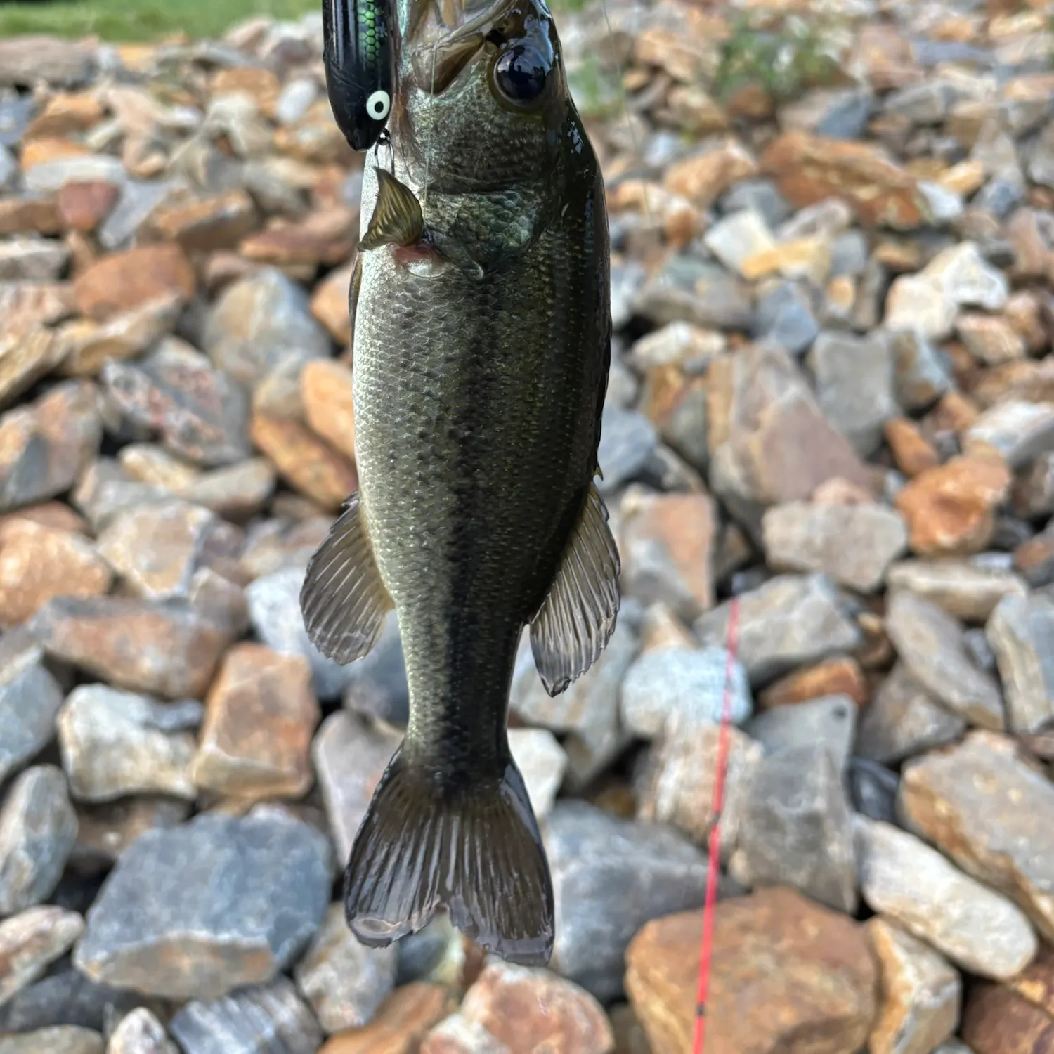 Largemouth bass caught on Fishbrain