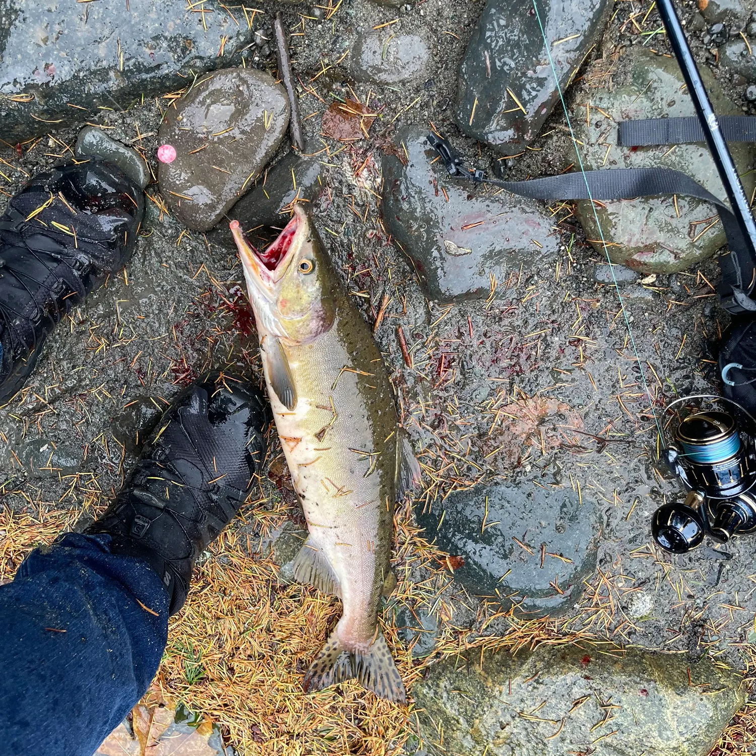 Pink salmon caught on Fishbrain