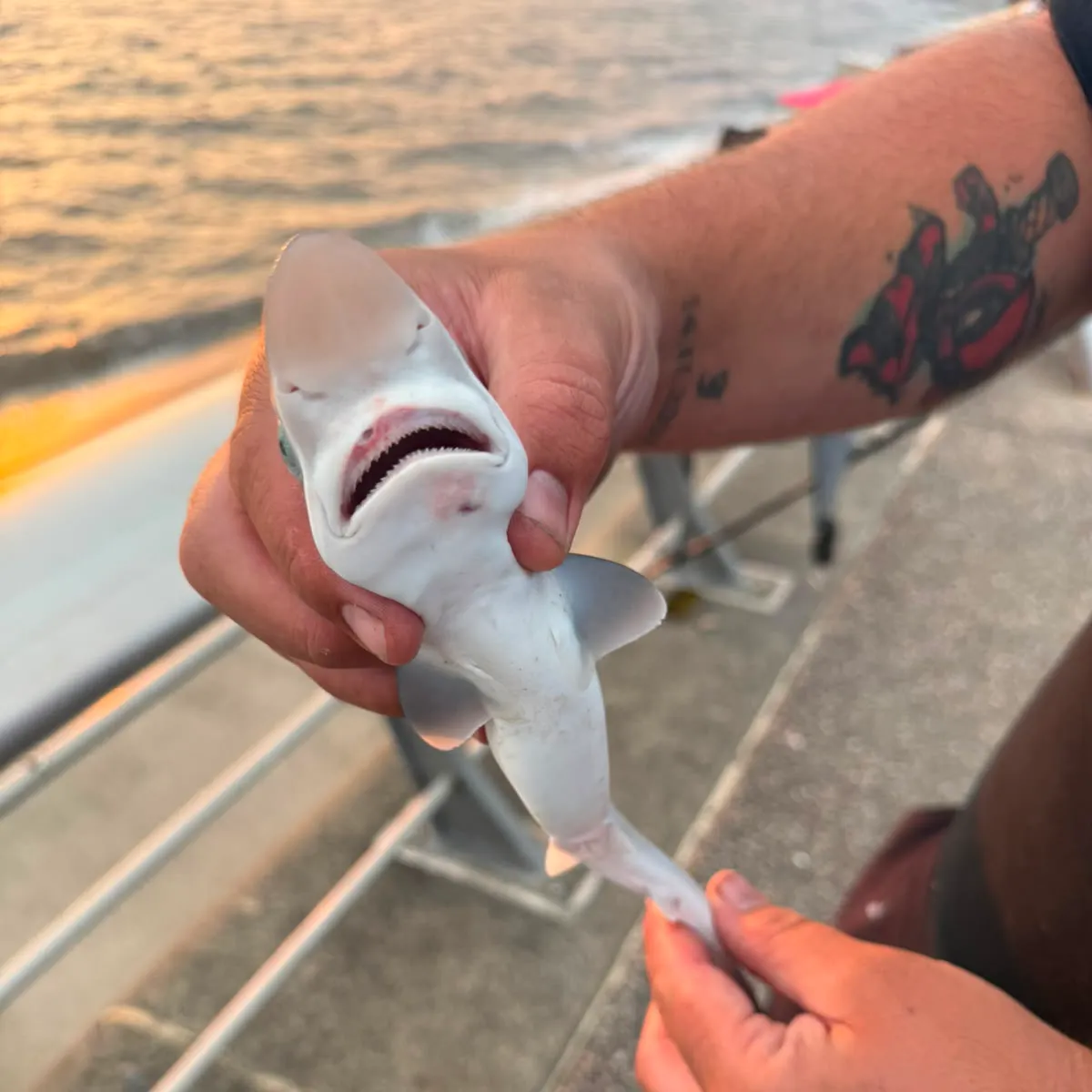 Tope shark caught on Fishbrain