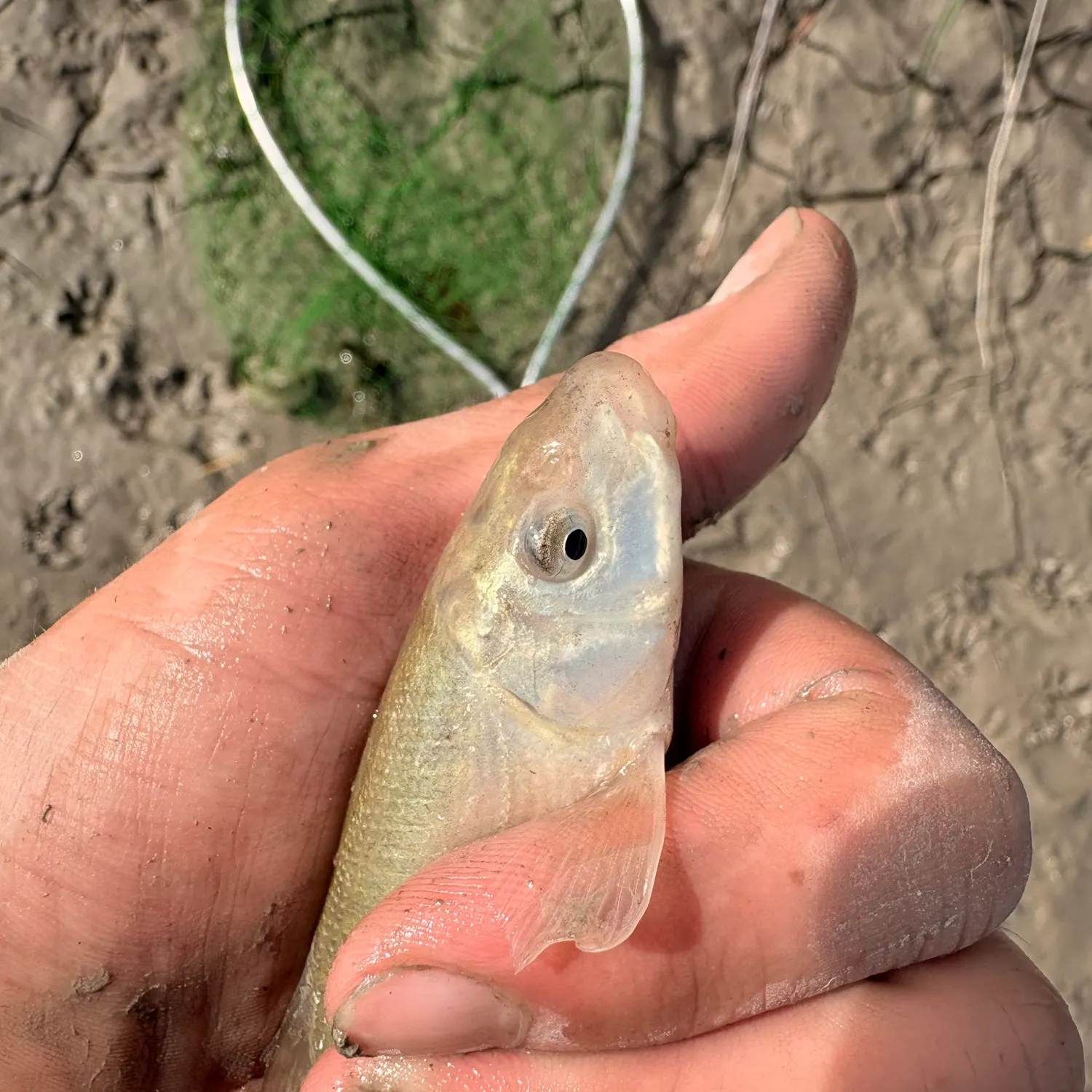 White sucker caught on Fishbrain