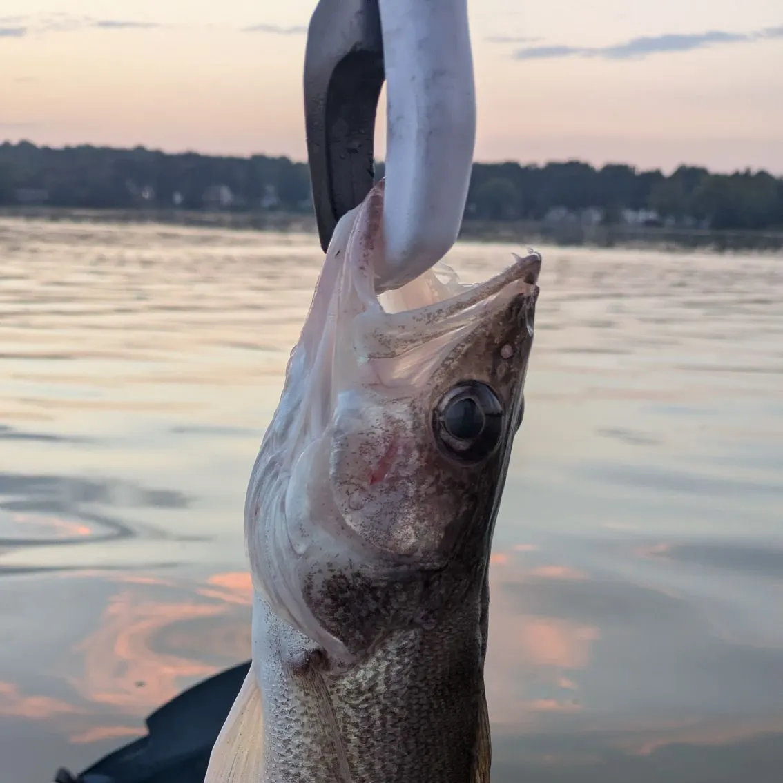 Walleye caught on Fishbrain