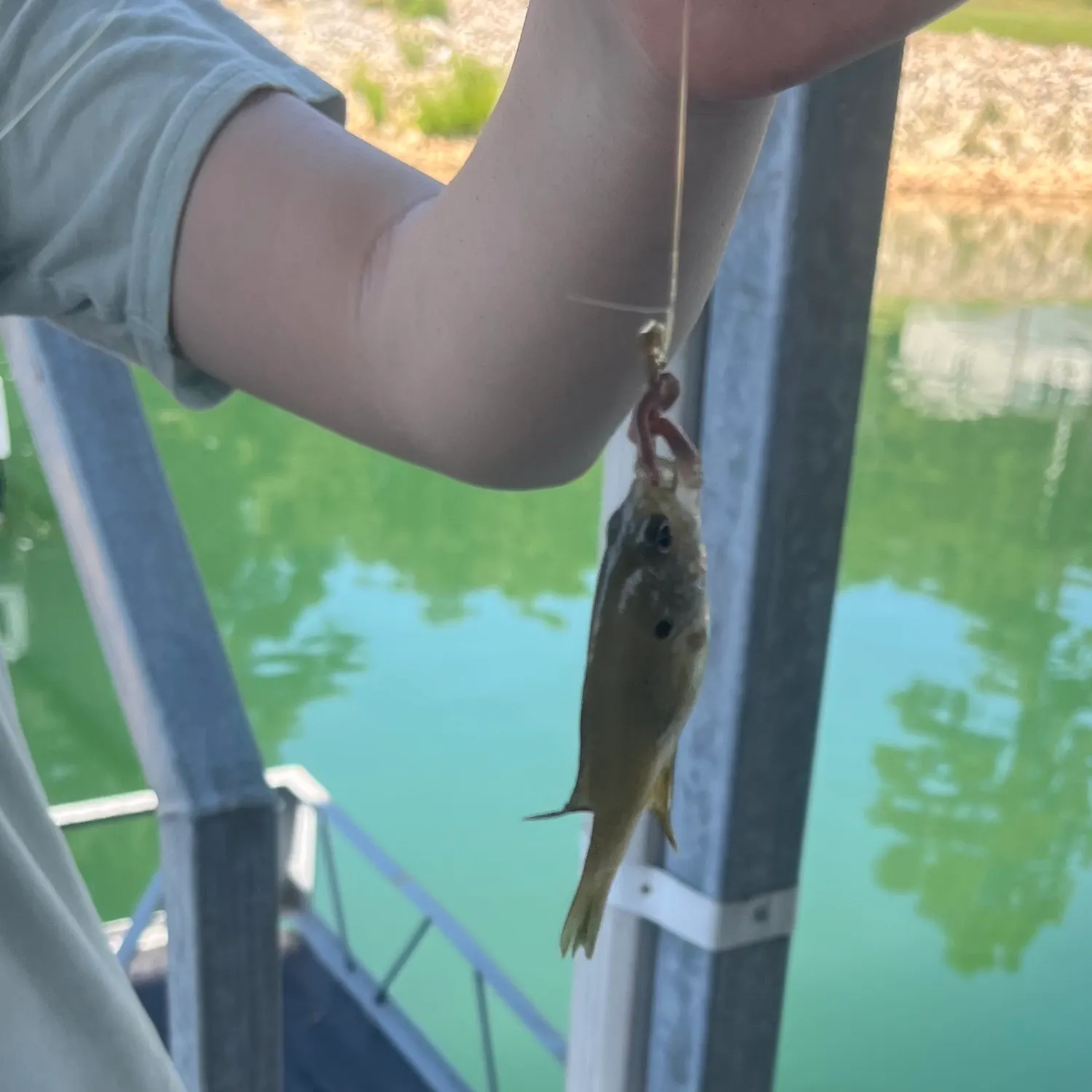 Green sunfish caught on Fishbrain