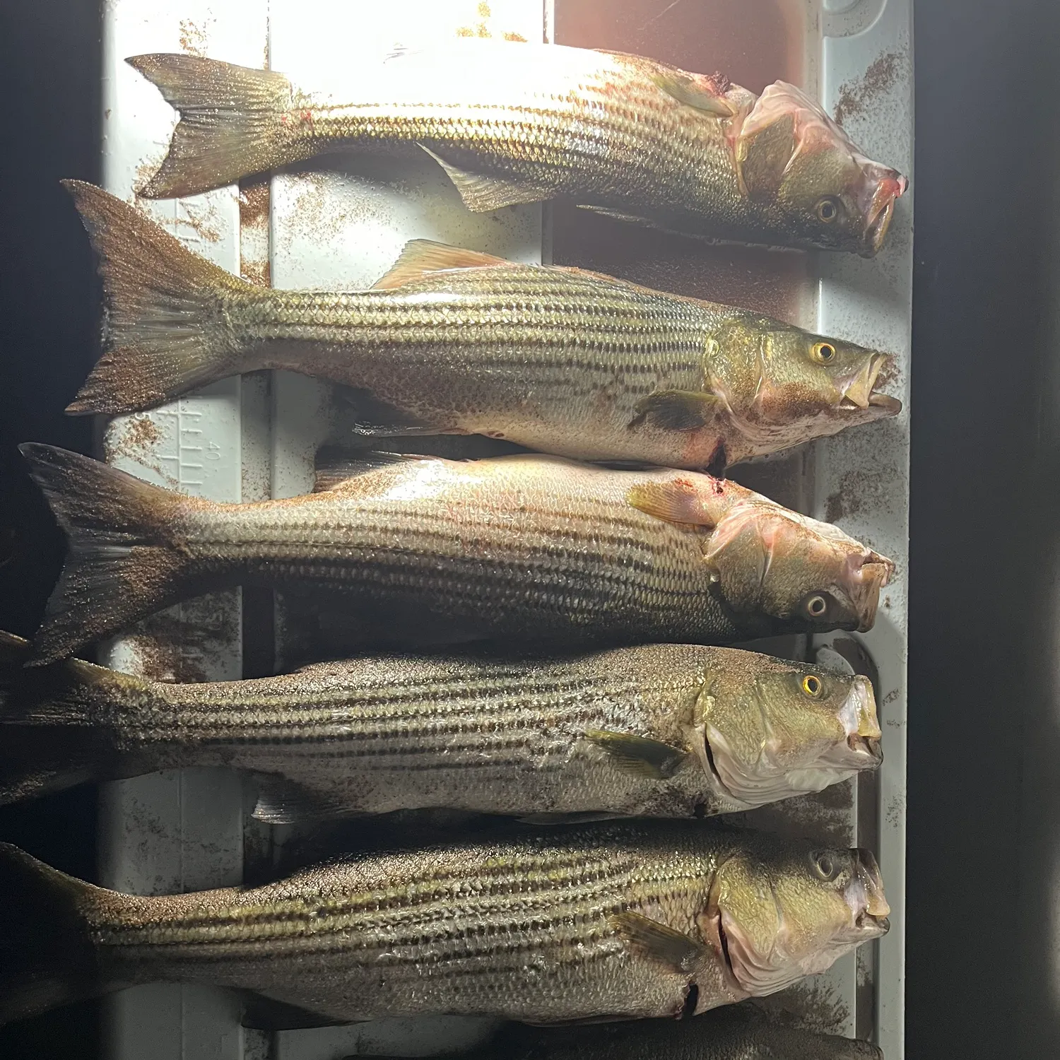 recently logged catches
