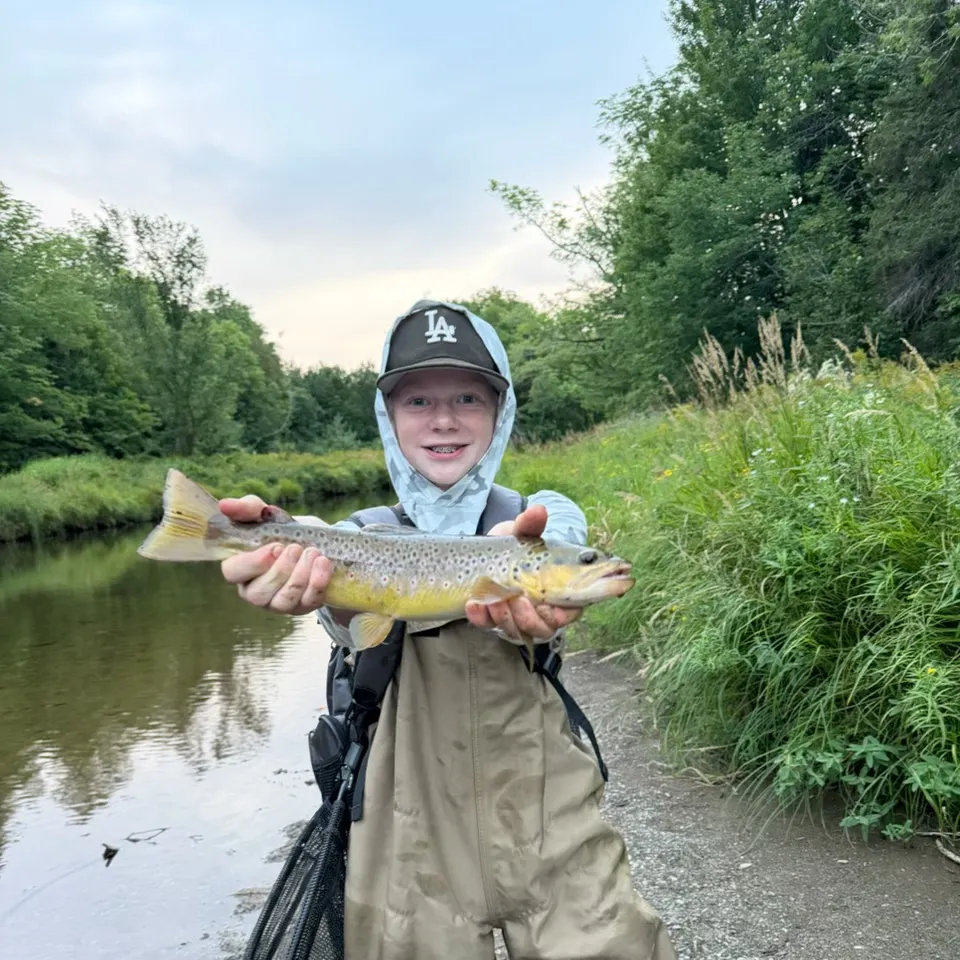 Brown trout caught on Fishbrain