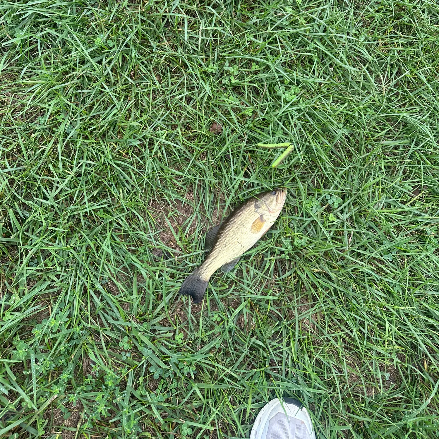 Fish caught on Fishbrain