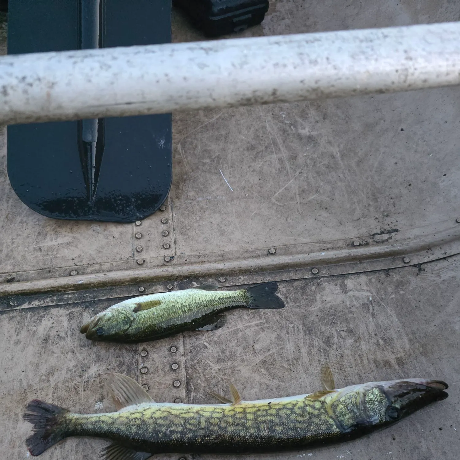 Chain pickerel caught on Fishbrain