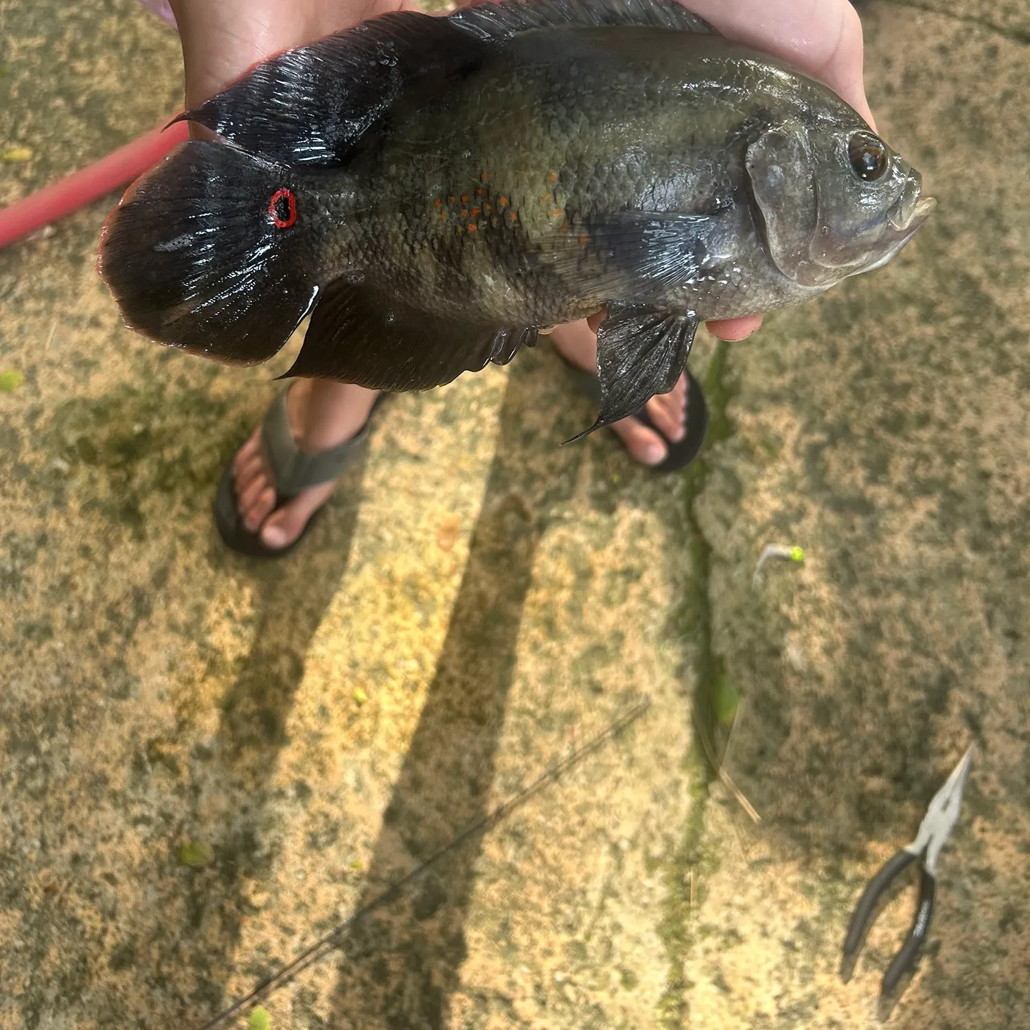 The most recent Oscar catches on Fishbrain