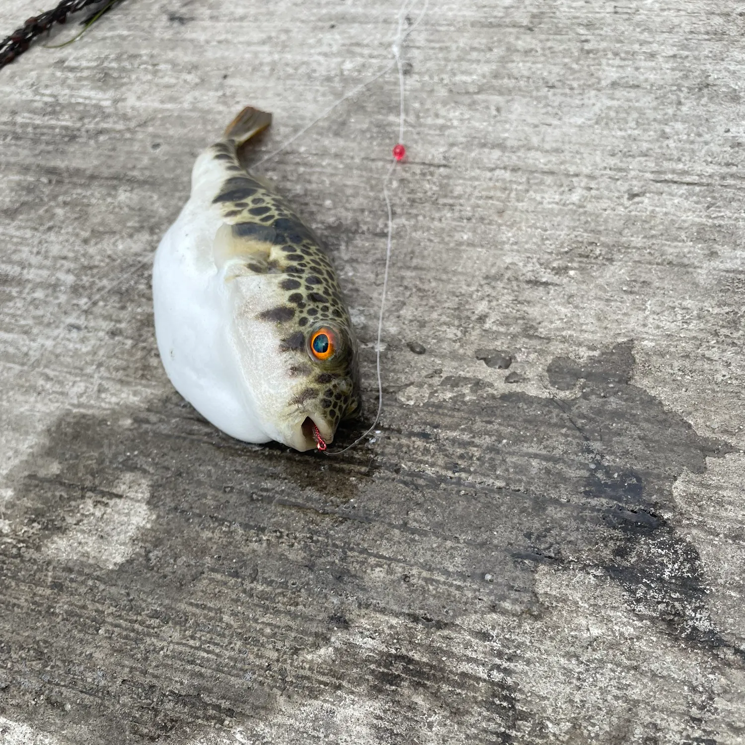 The most recent Smooth toadfish catches on Fishbrain