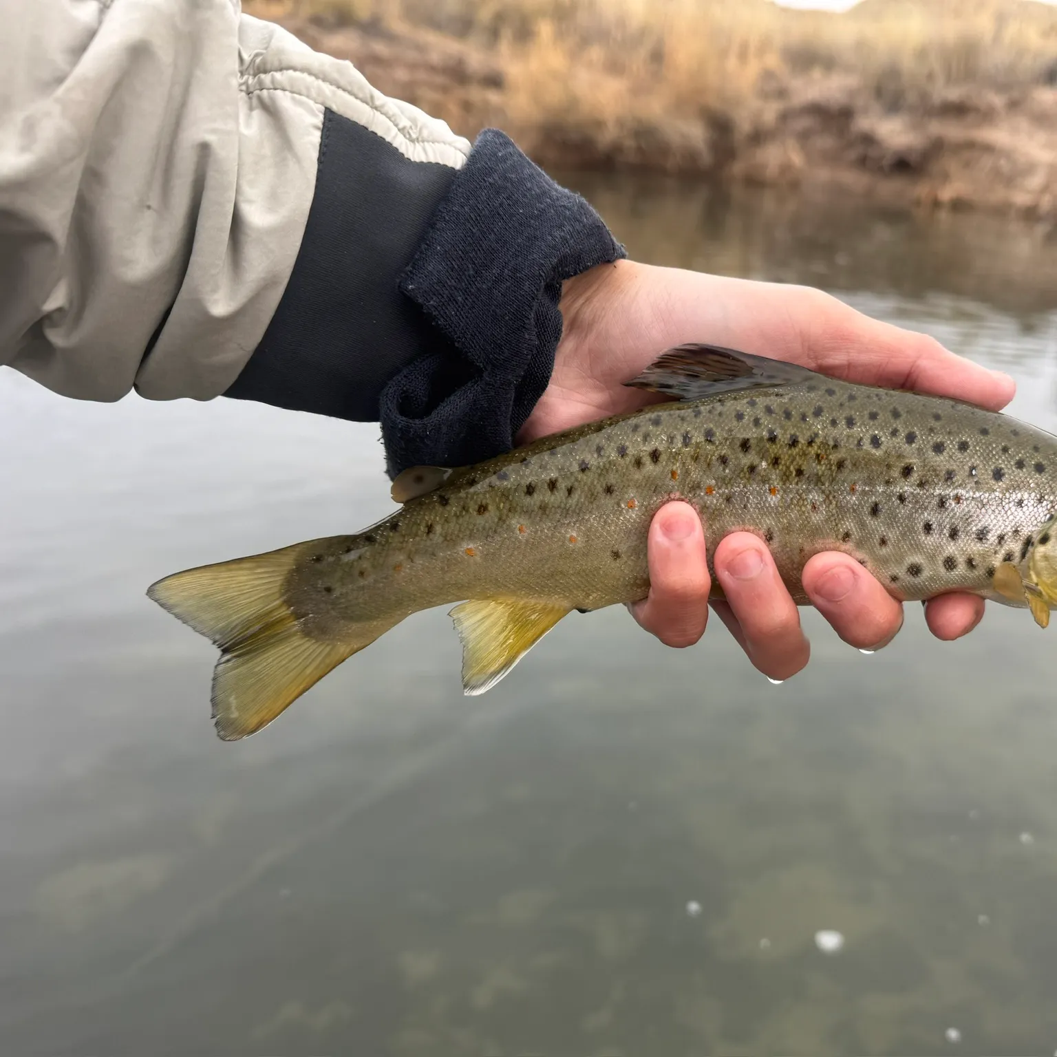 The most recent Brown trout catches on Fishbrain
