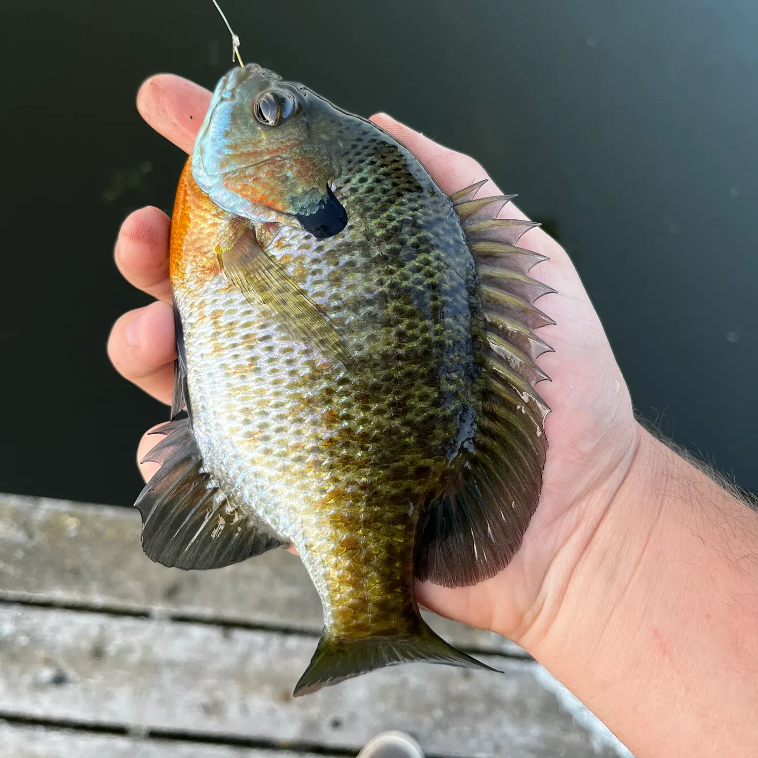 Bluegill caught on Fishbrain