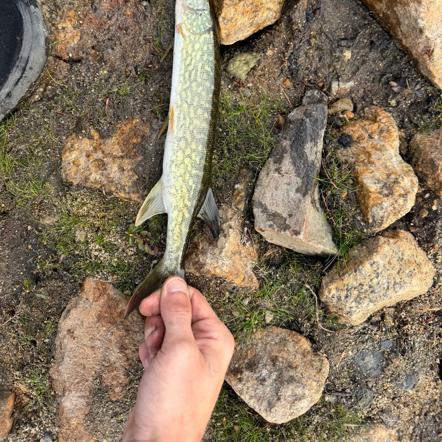 Chain pickerel caught on Fishbrain