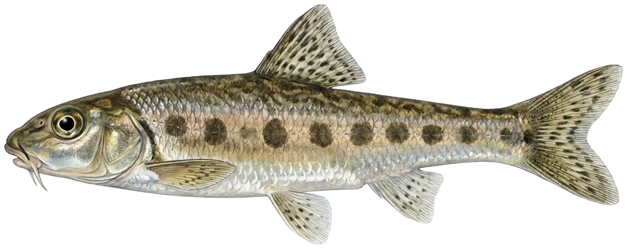 Gudgeon
