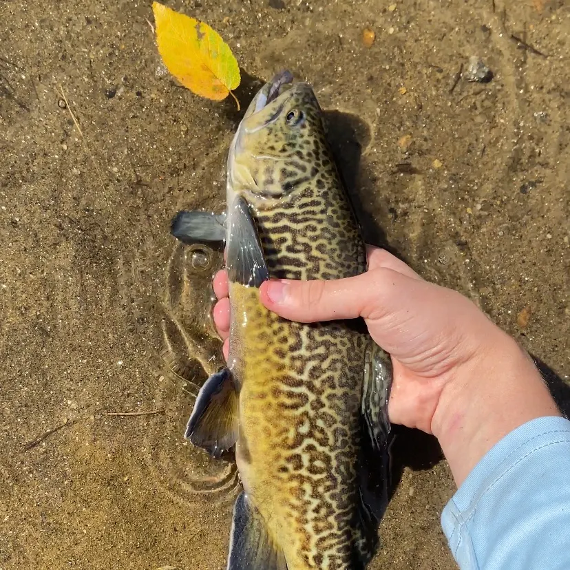 Tiger trout caught on Fishbrain