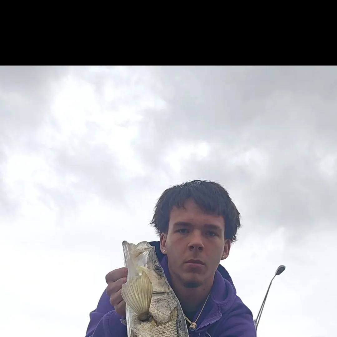 The most recent Common snook catches on Fishbrain