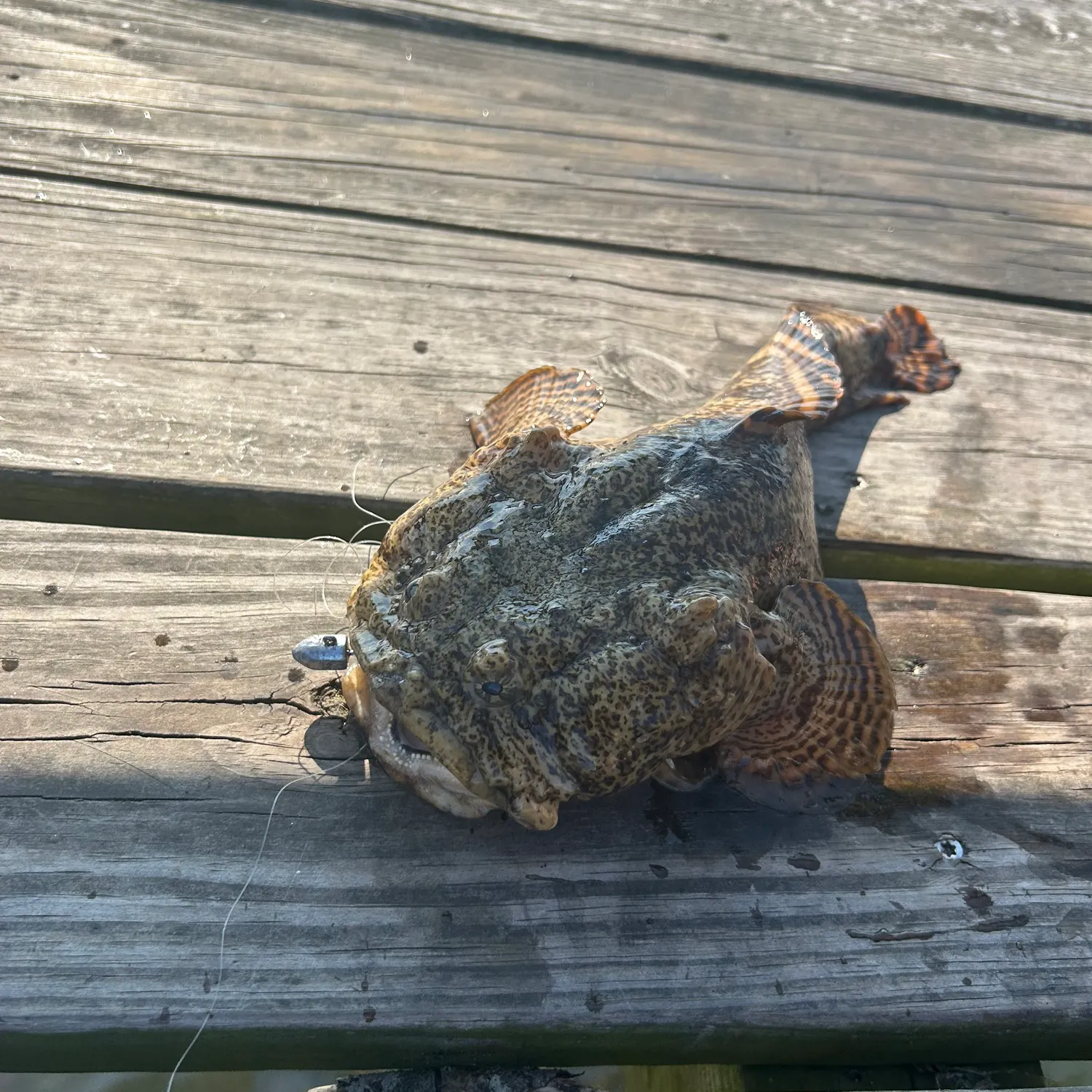 The most recent Oyster toadfish catches on Fishbrain