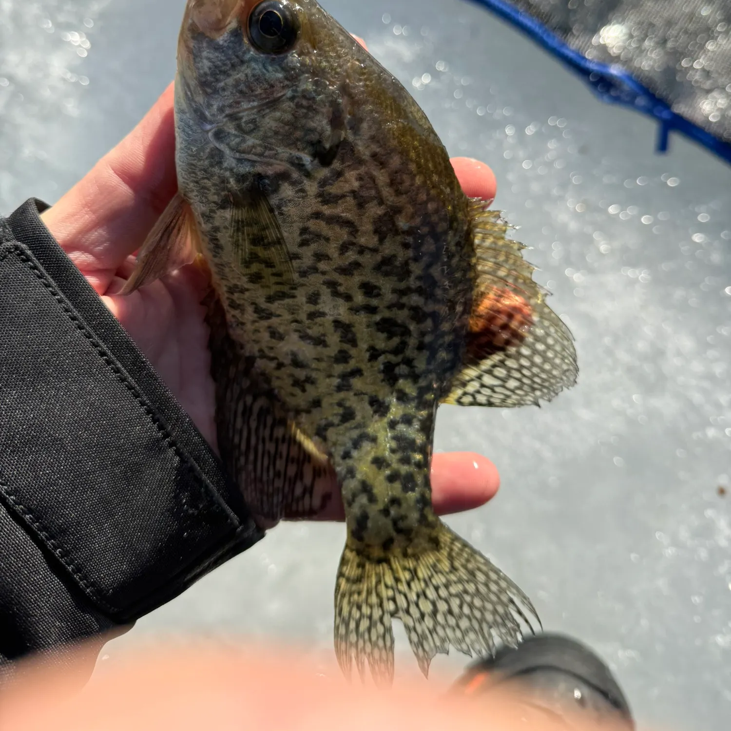 The most recent Black crappie catches on Fishbrain