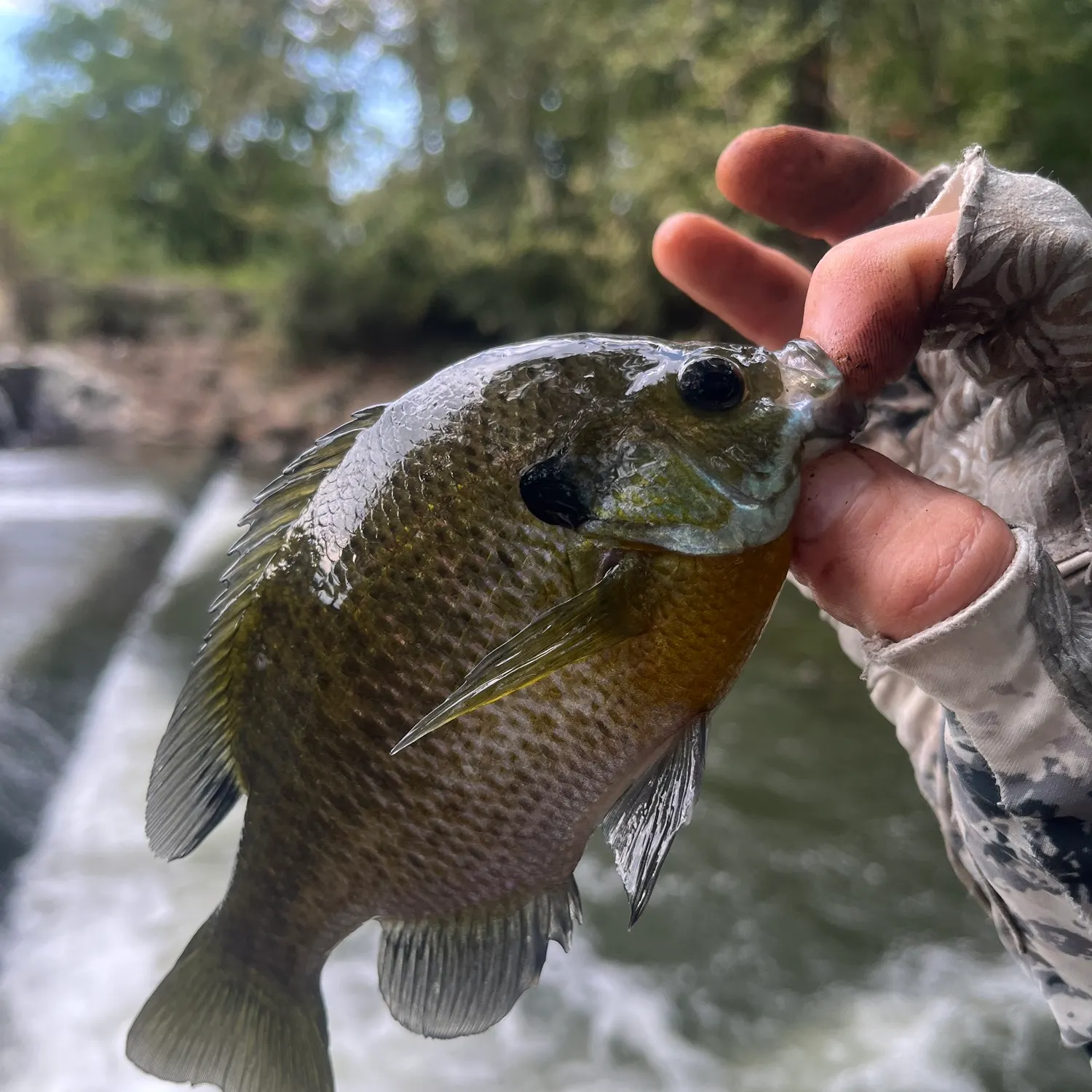 Bluegill caught on Fishbrain