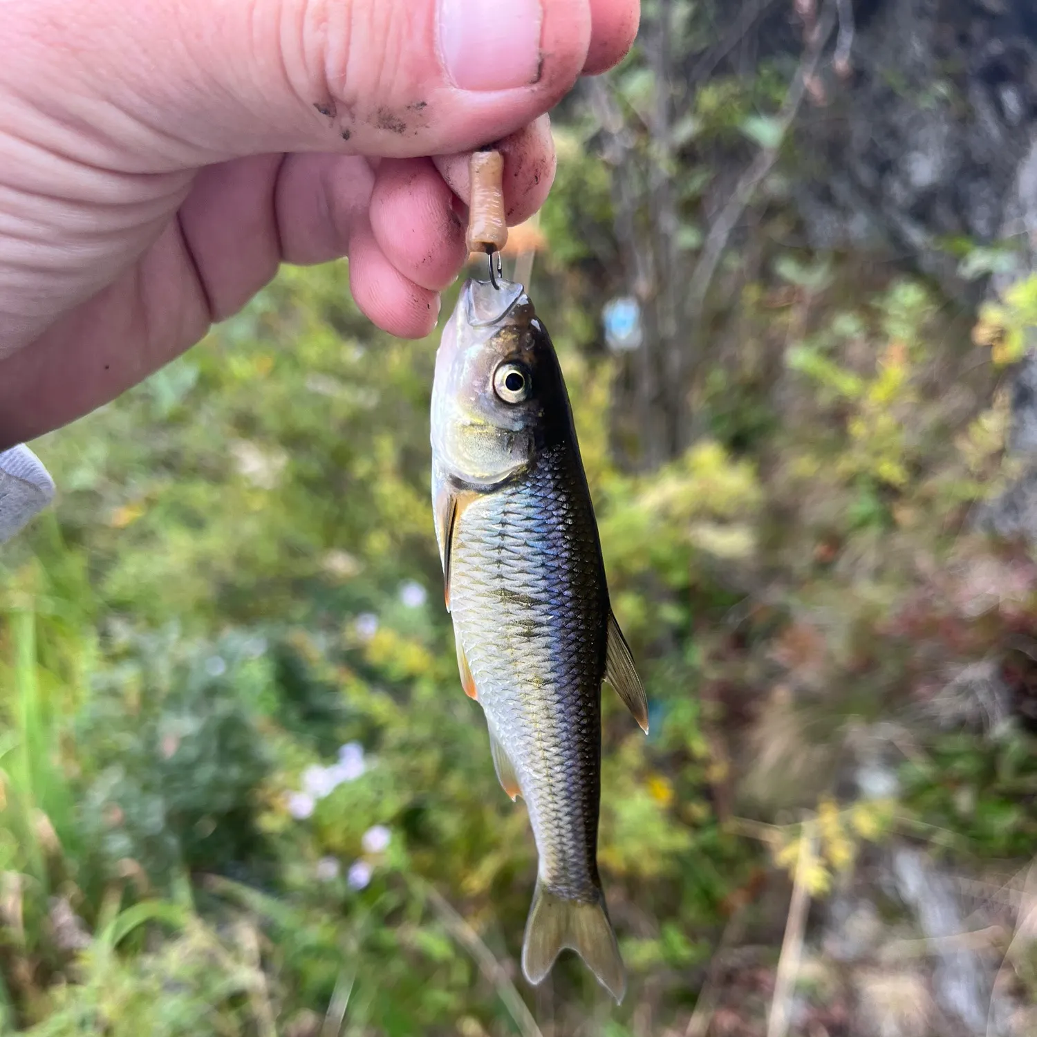 Common shiner caught on Fishbrain