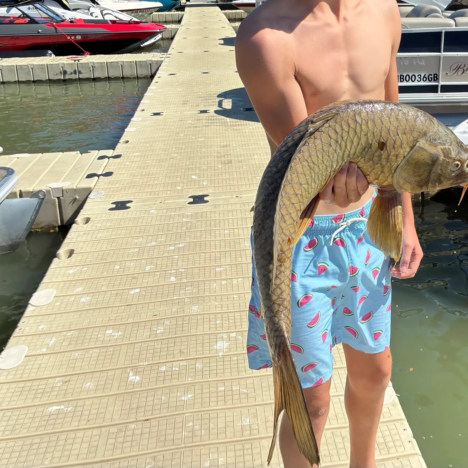 Common carp caught on Fishbrain