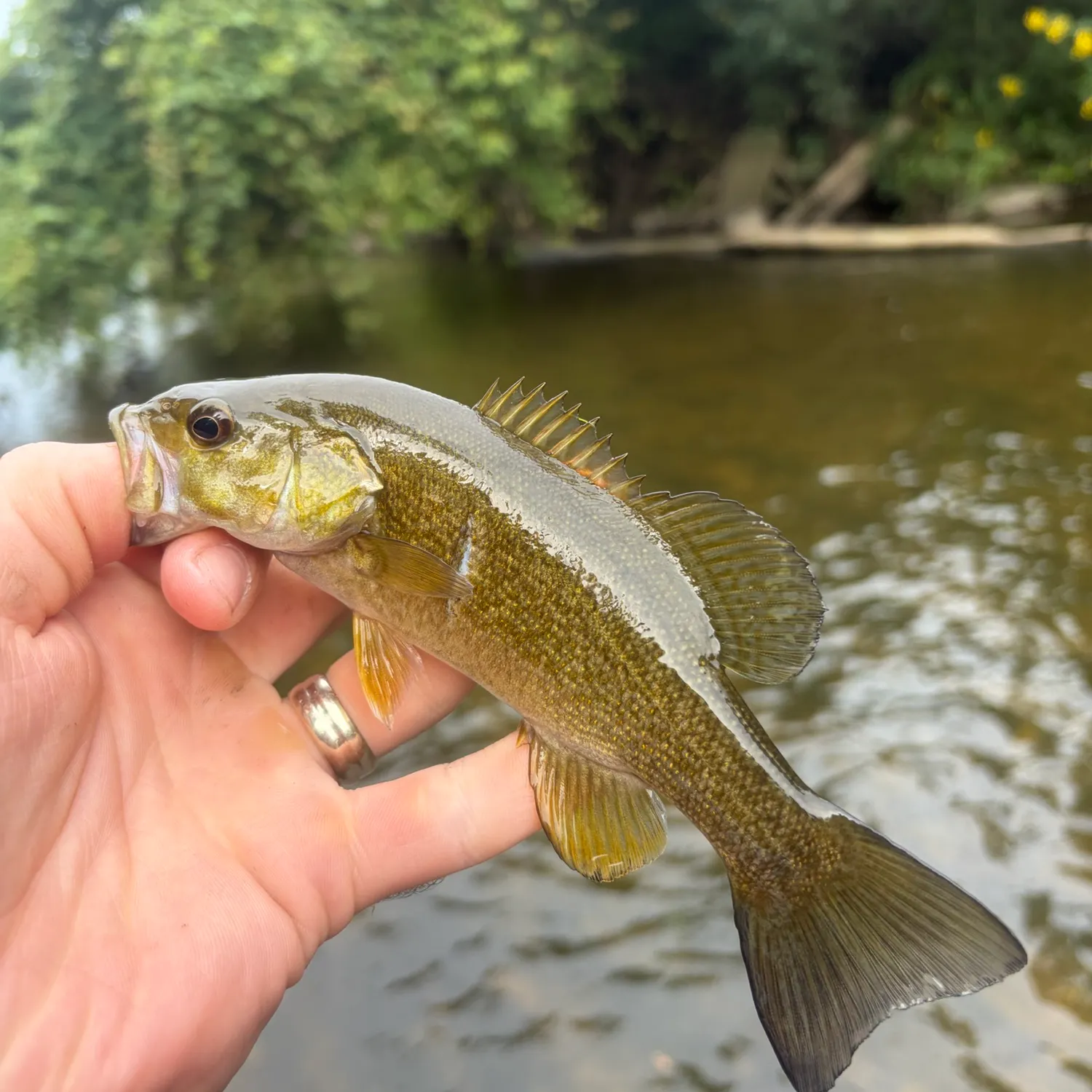 Smallmouth bass caught on Fishbrain