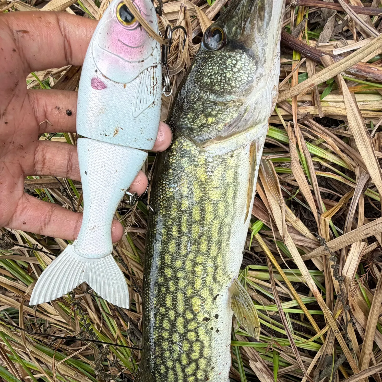 Chain pickerel caught on Fishbrain