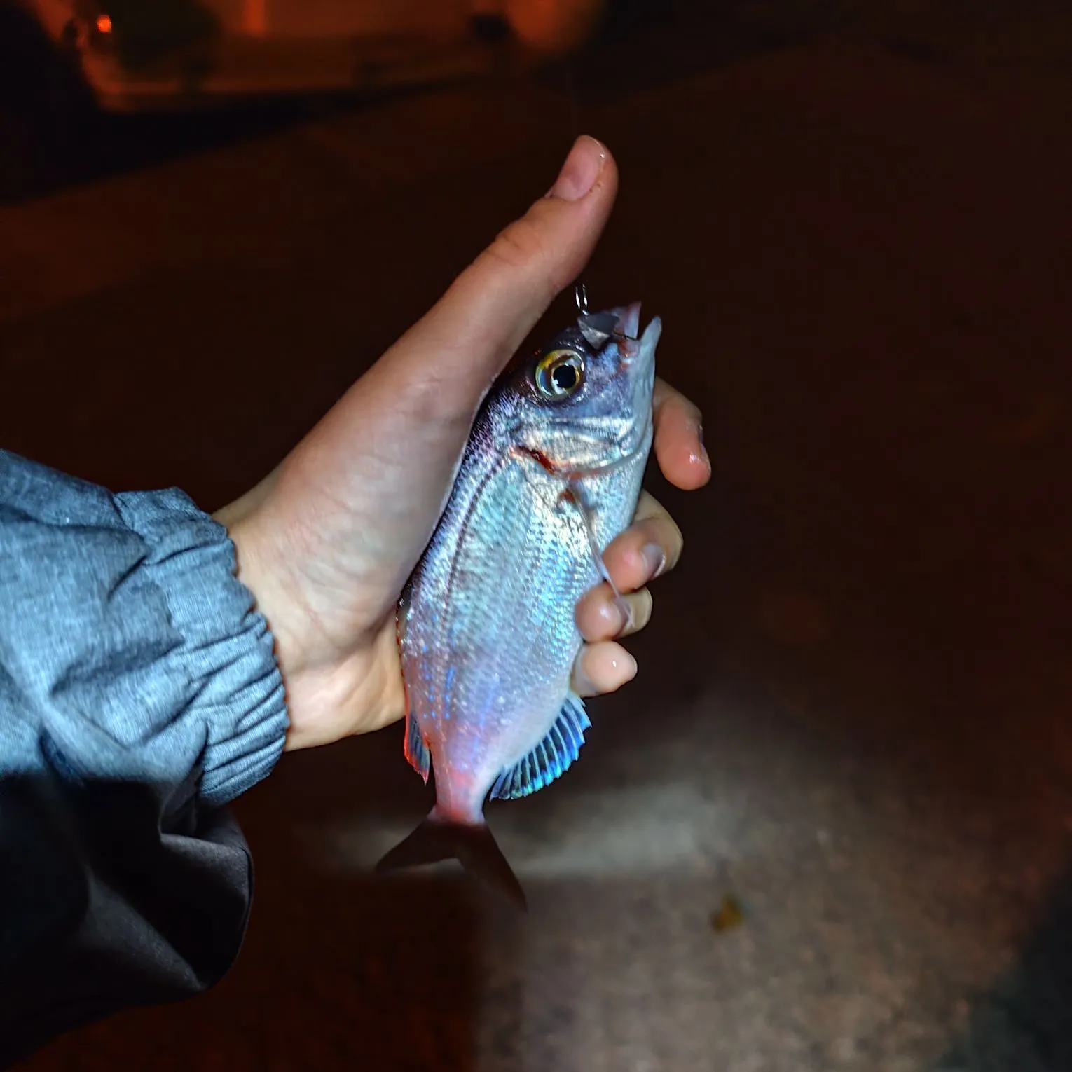 The most recent Common pandora catches on Fishbrain