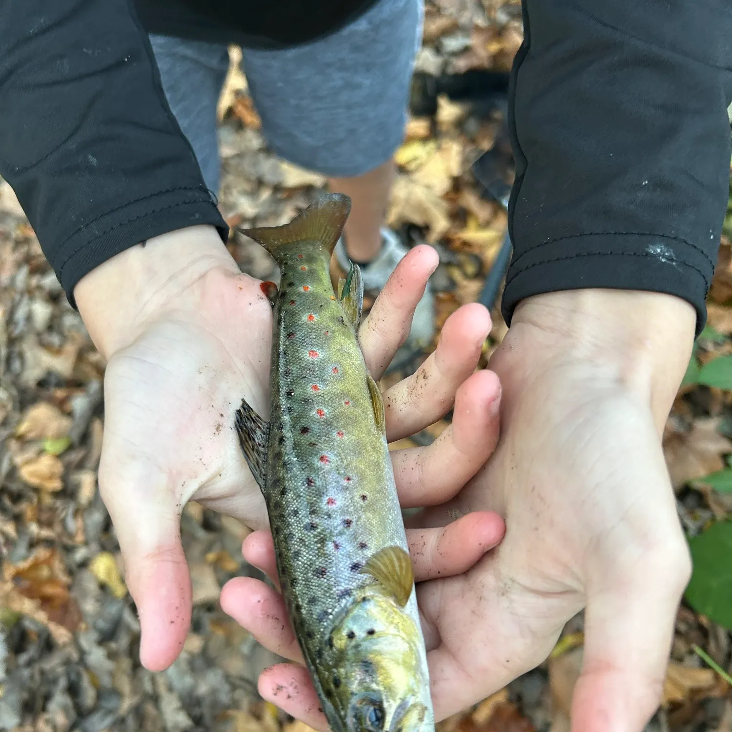Brown trout caught on Fishbrain