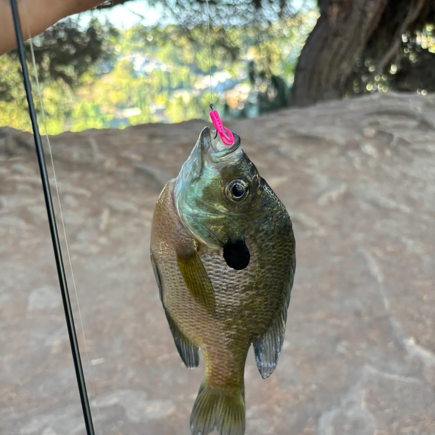 Fish caught on Fishbrain