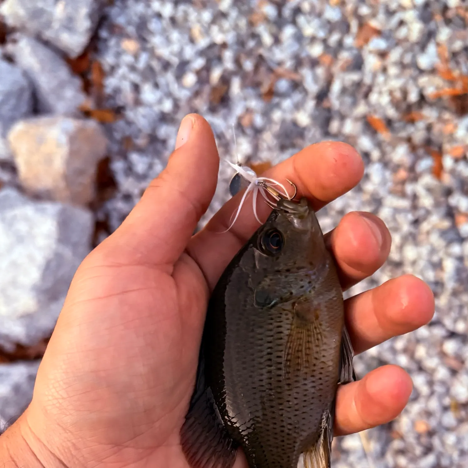 Spotted sunfish caught on Fishbrain