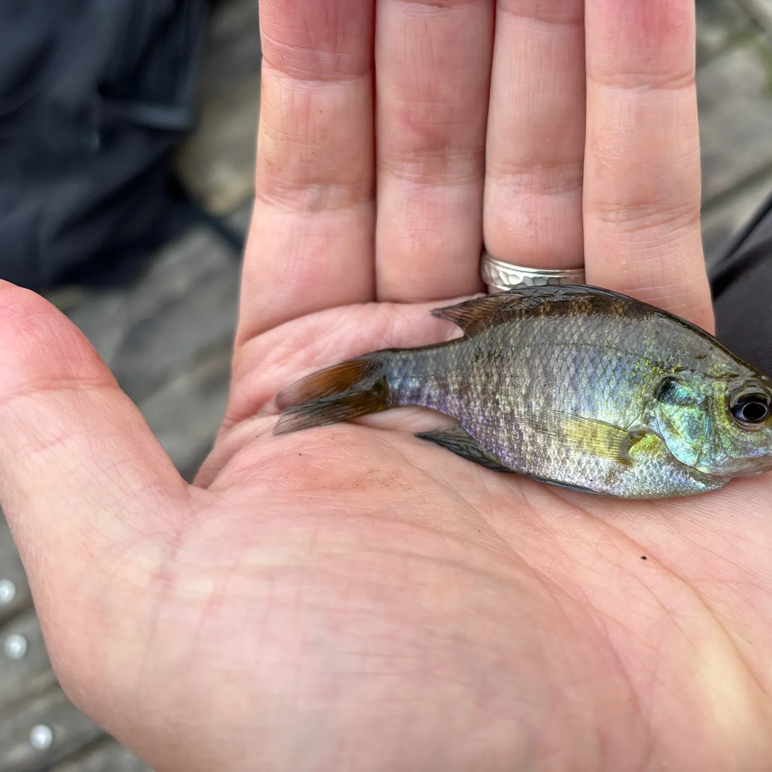 Bluegill caught on Fishbrain