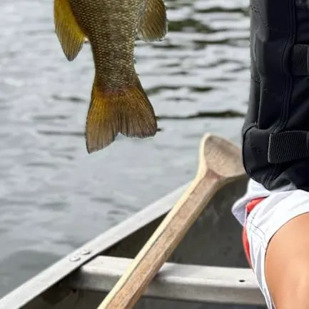 Smallmouth bass caught on Fishbrain