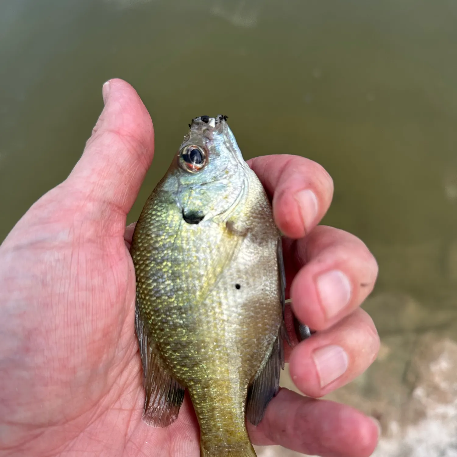 Bluegill caught on Fishbrain