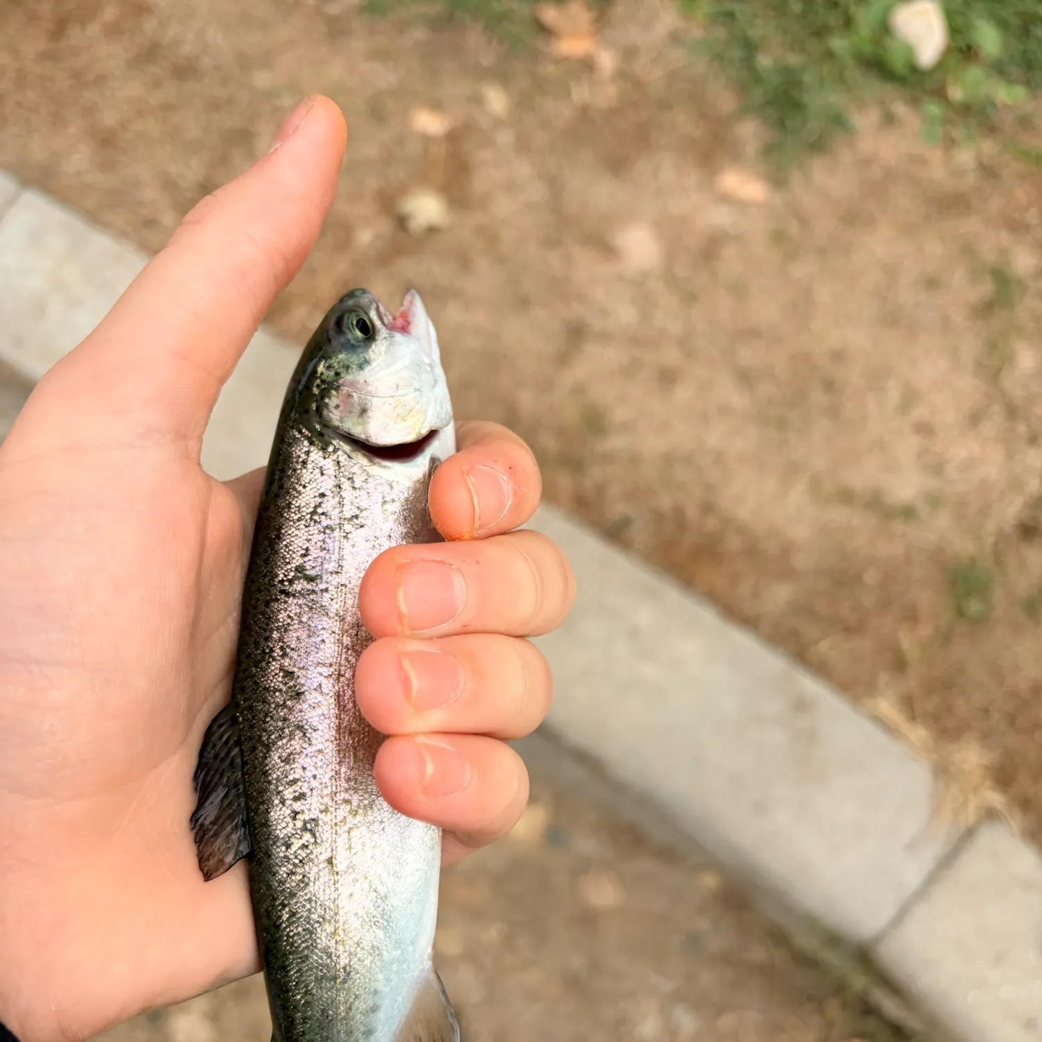 Rainbow trout caught on Fishbrain